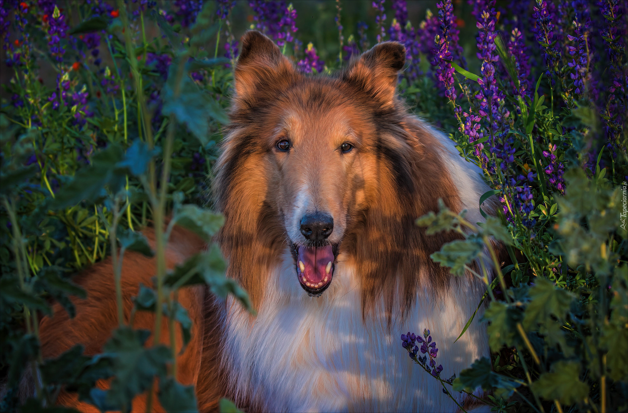 Owczarek szkocki długowłosy, Collie, Pies, Kwiaty