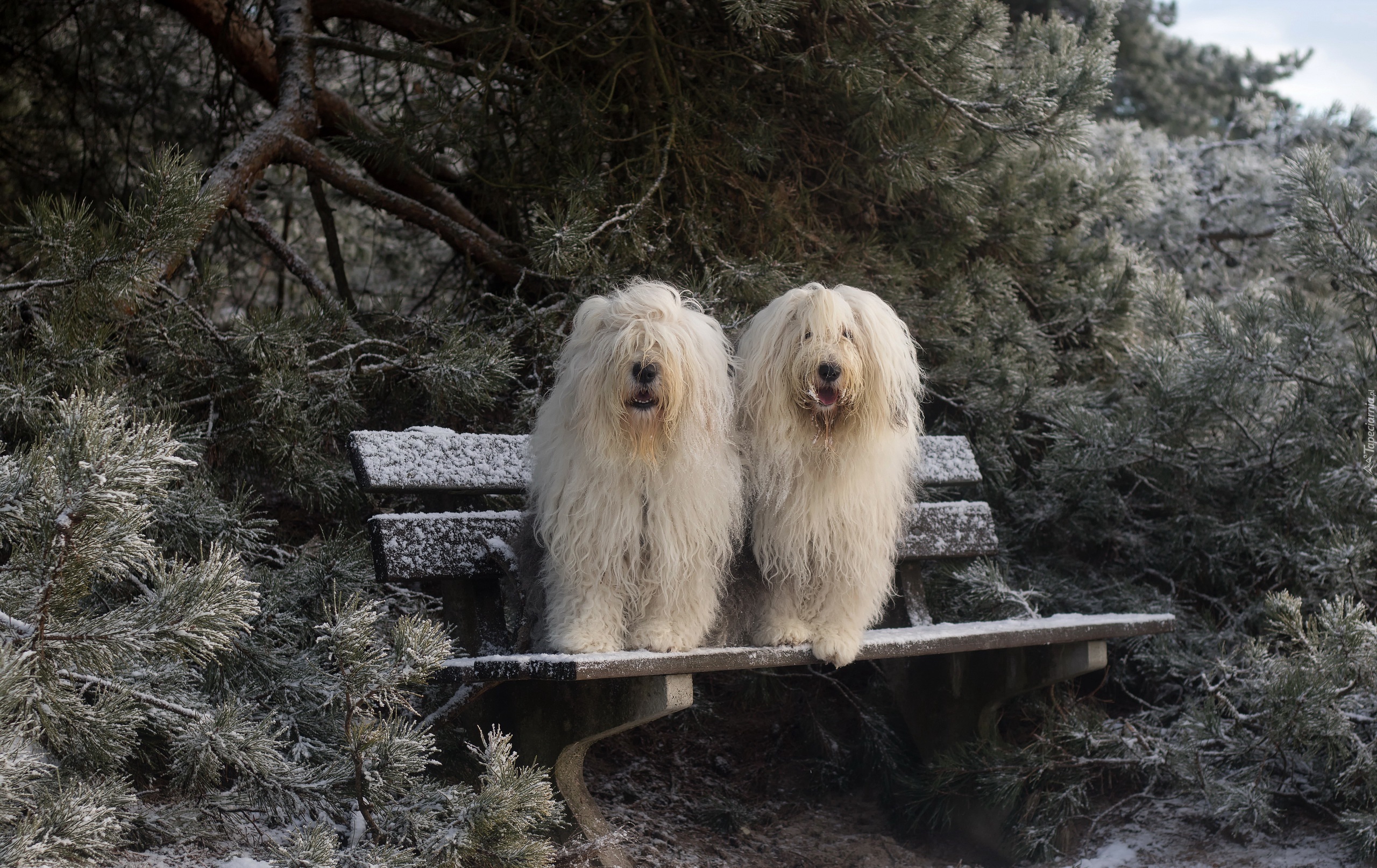 Owczarki staroangielskie Bobtail, Ławka, Iglaki, Śnieg