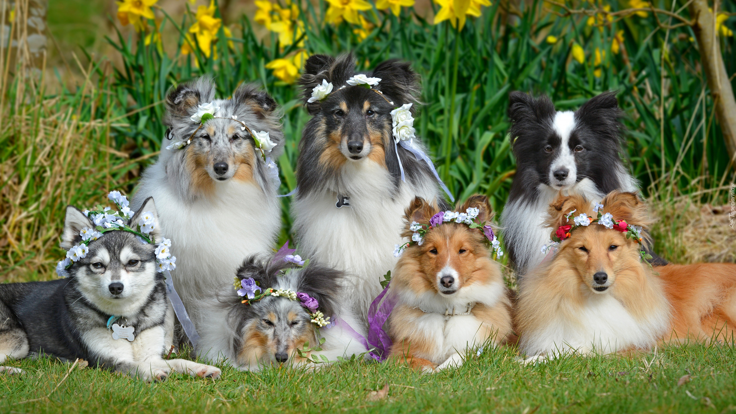 Psy, Owczarki szetlandzkie, Border collie, Wianki, Kwiaty
