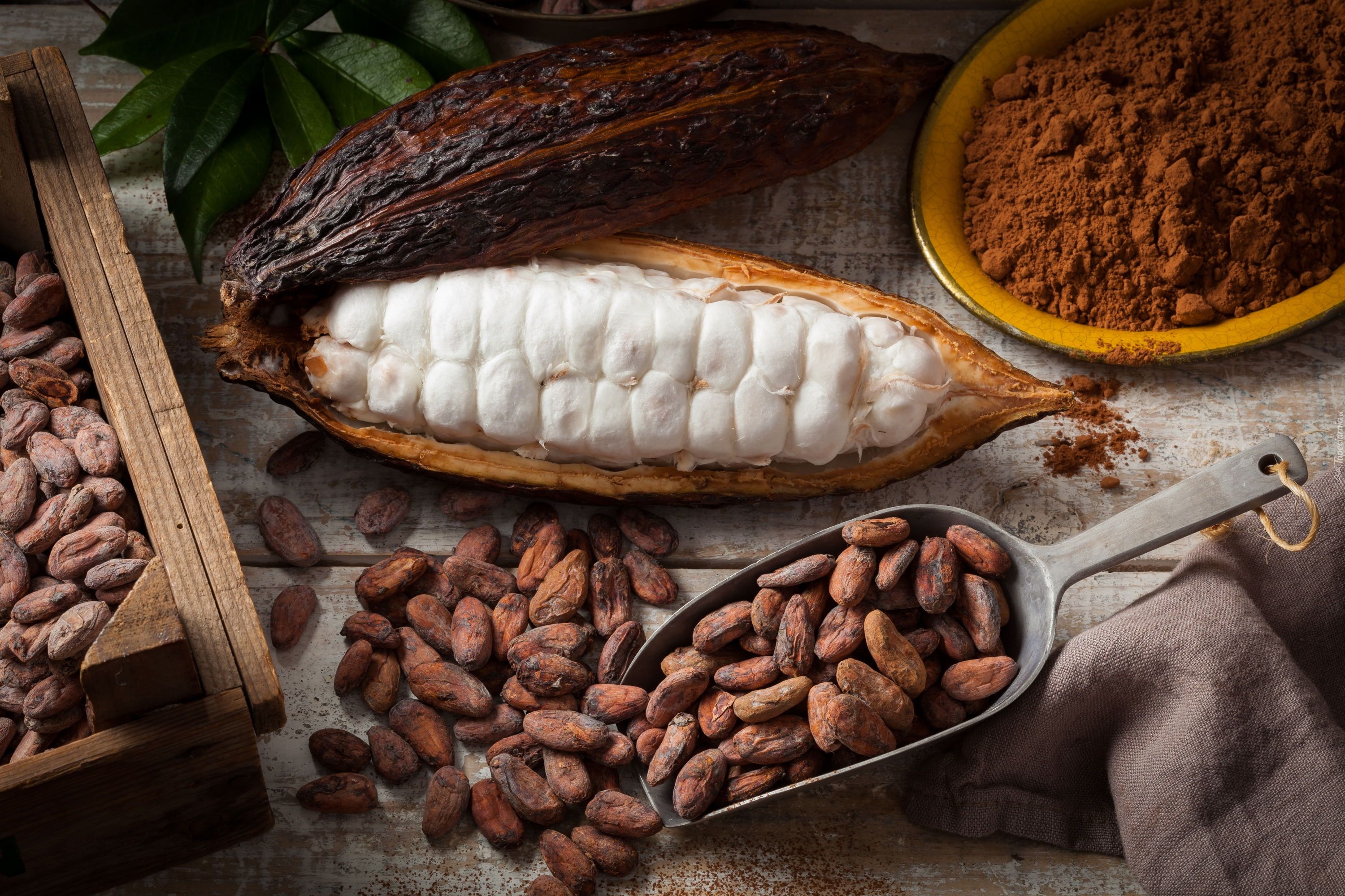 Kakao, Owoc kakaowca, Nasiona