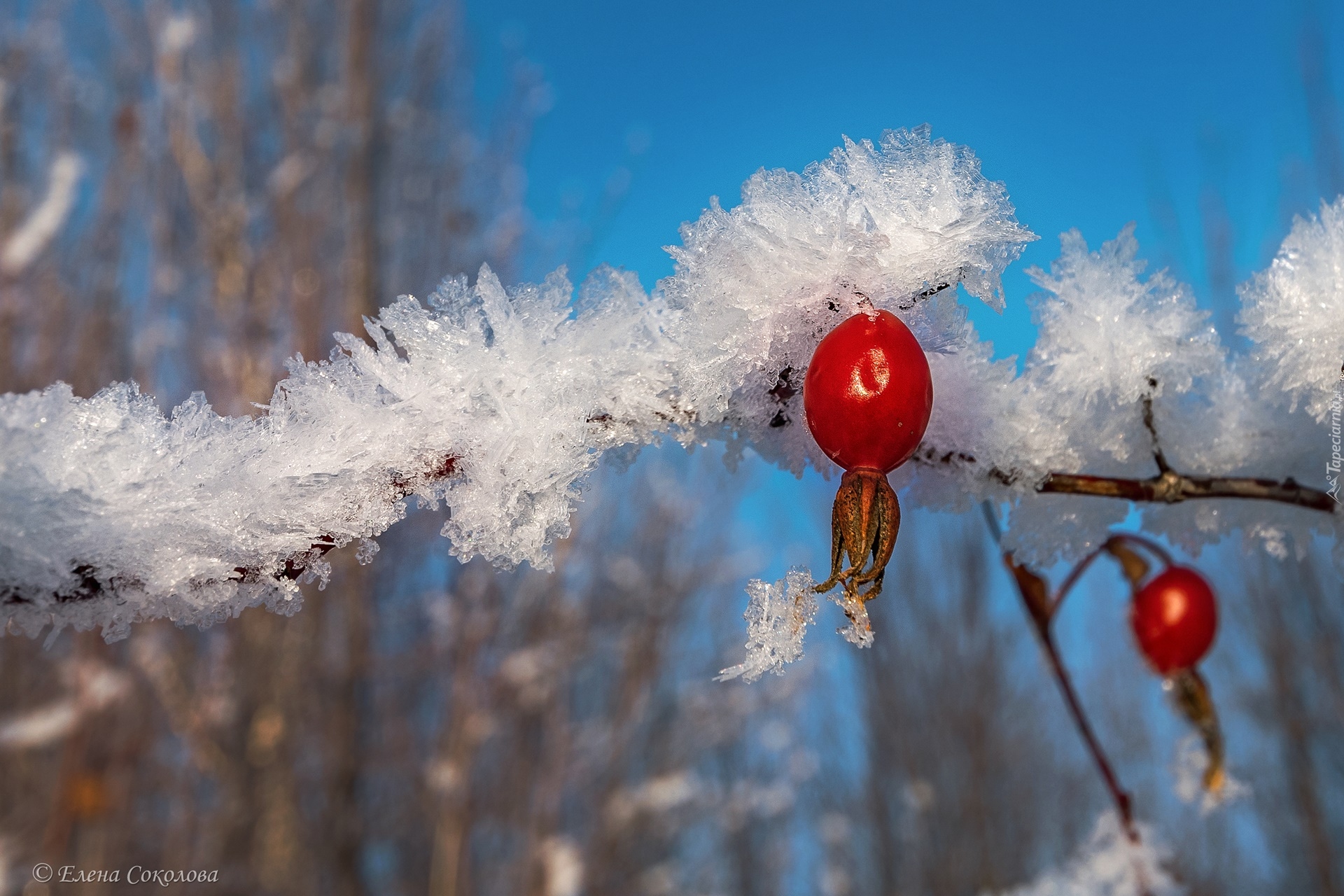 Dzika róża, Owoce, Śnieg, Gałązka