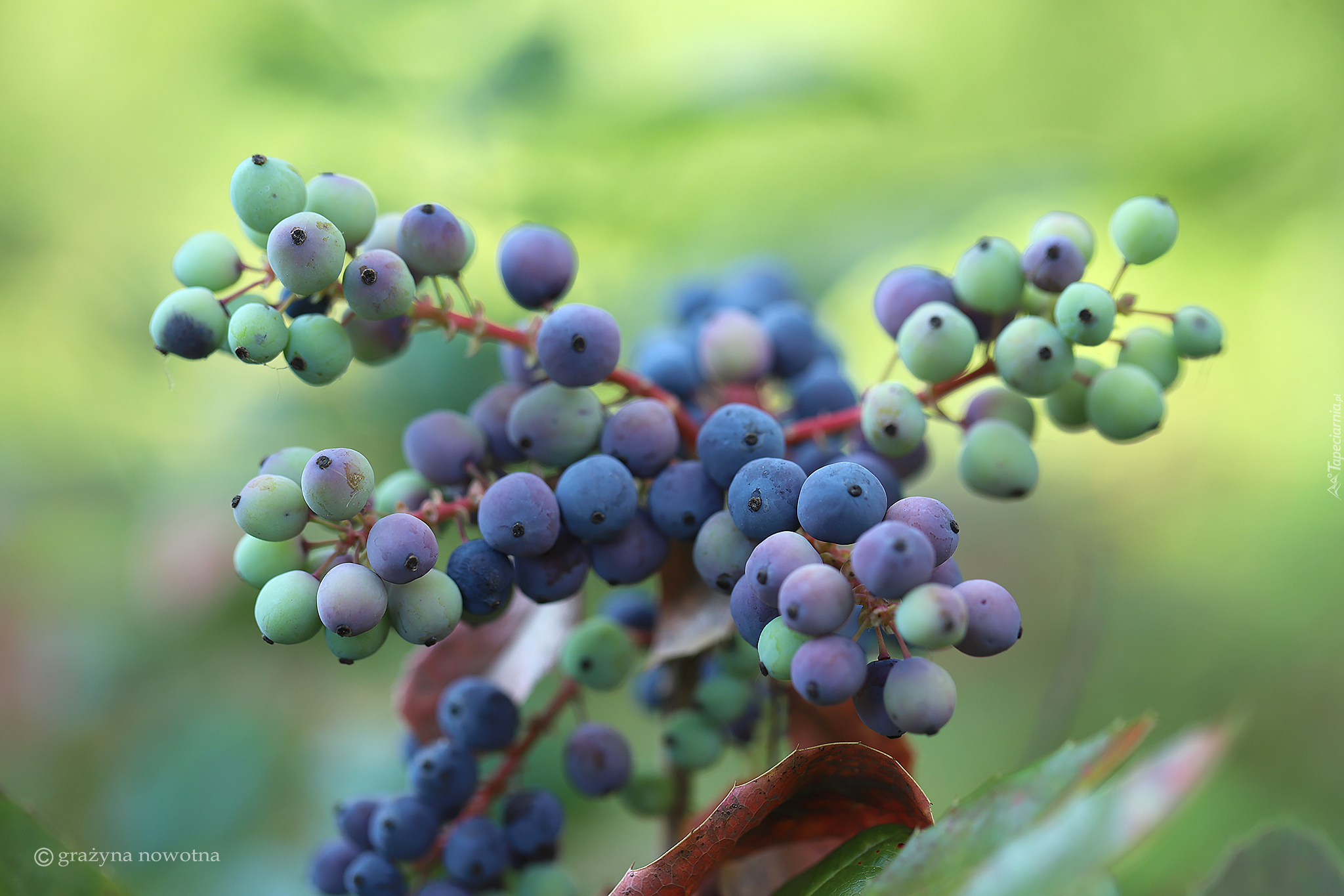 Mahonia pospolita, Fioletowe, Owoce, Jagody, Krzew