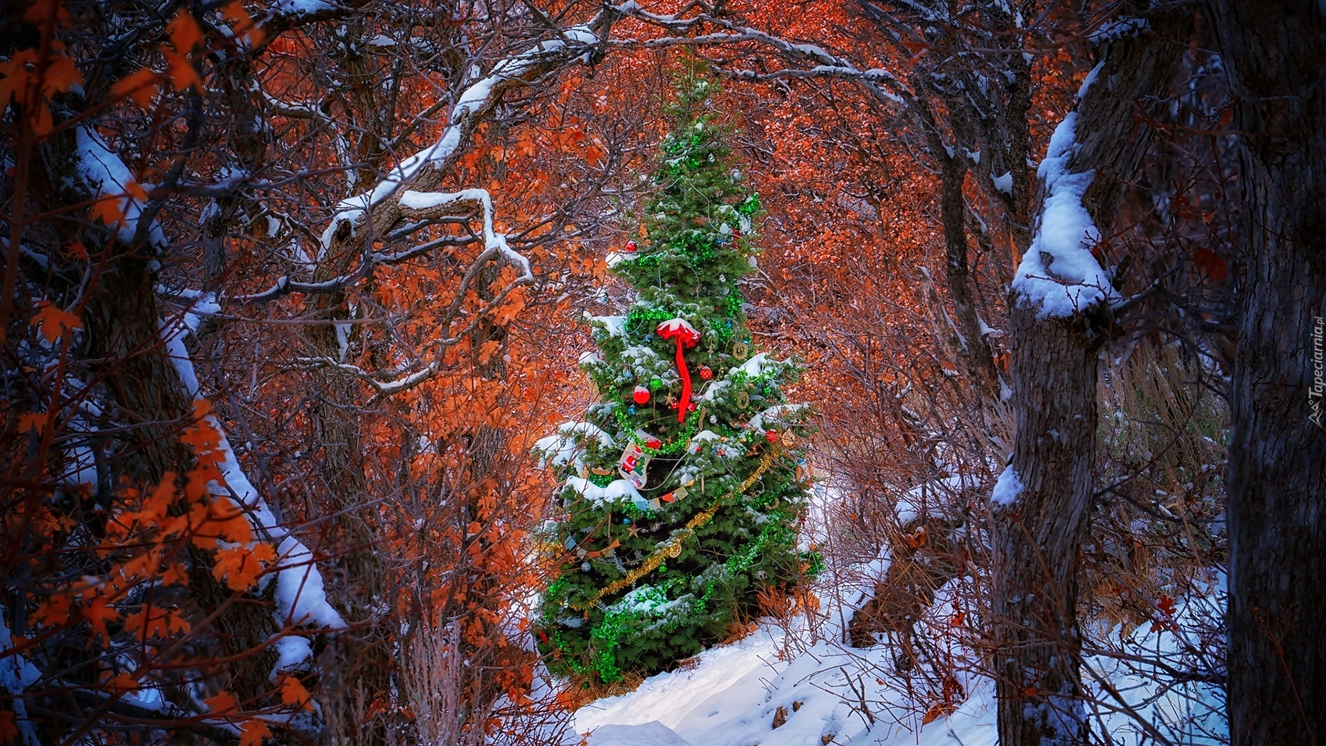 Świąteczna, Ozdobiona, Choinka, Las, Drzewa, Zima, Boże Narodzenie