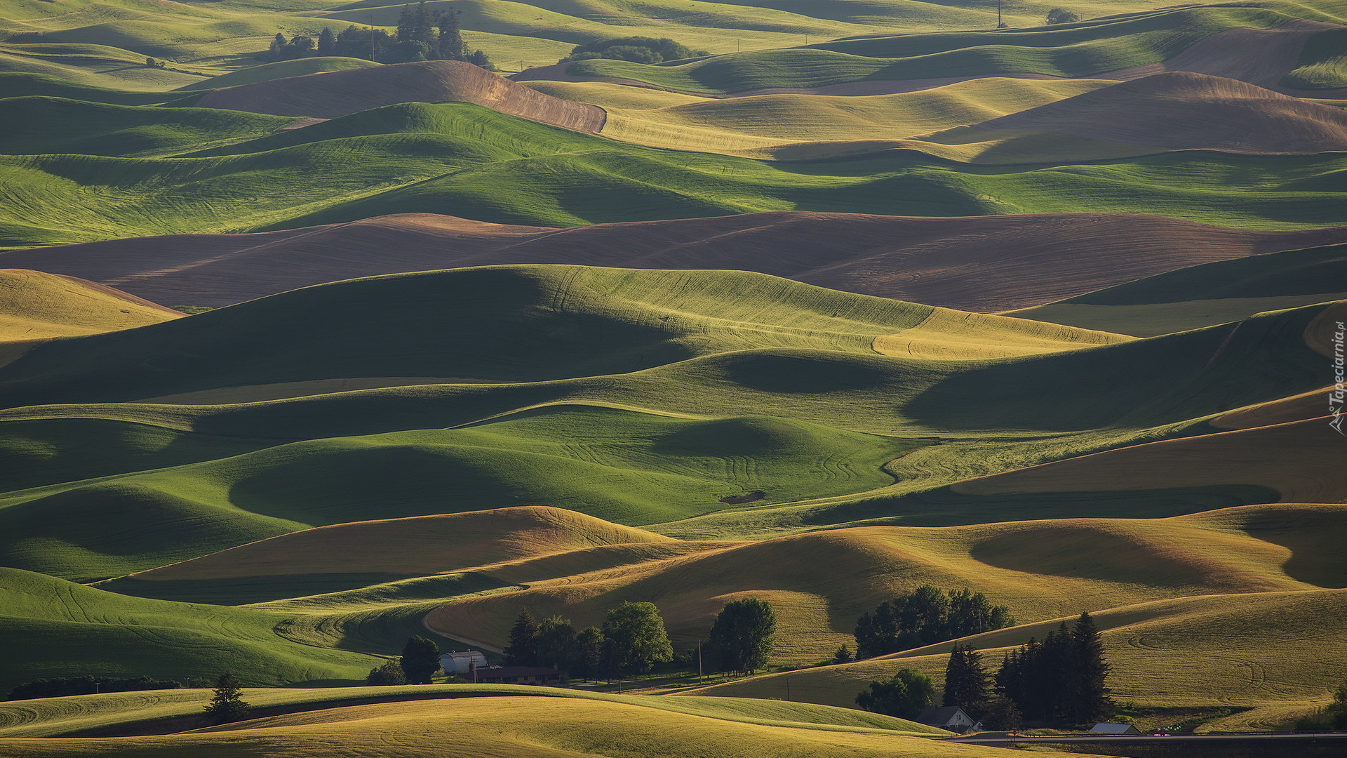 Pola uprawne, Pagórki, Drzewa, Palouse, Hrabstwo Whitman, Stan Waszyngton, Stany Zjednoczone