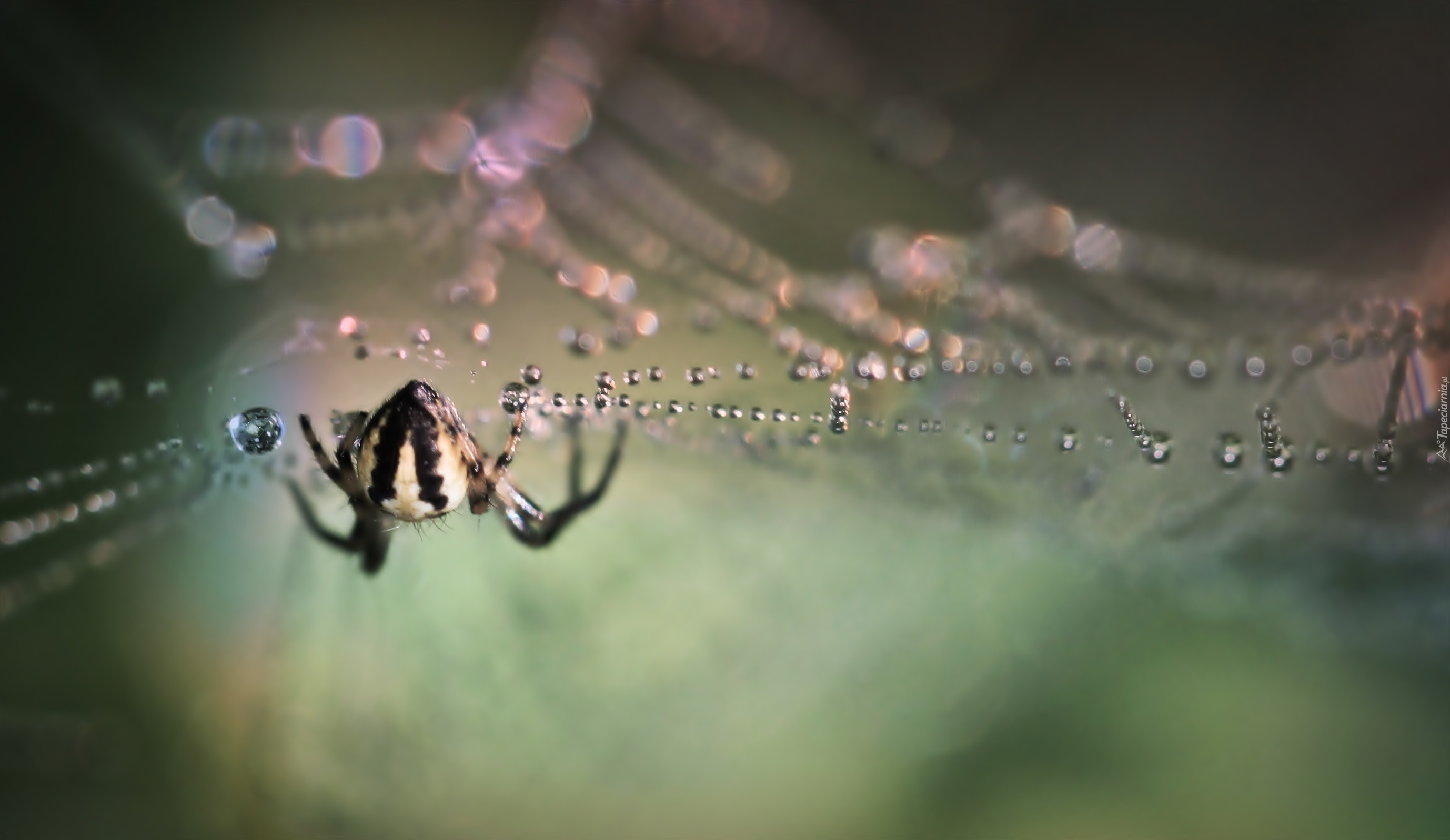 Pająk, Pajęczyna, Krople, Bokeh