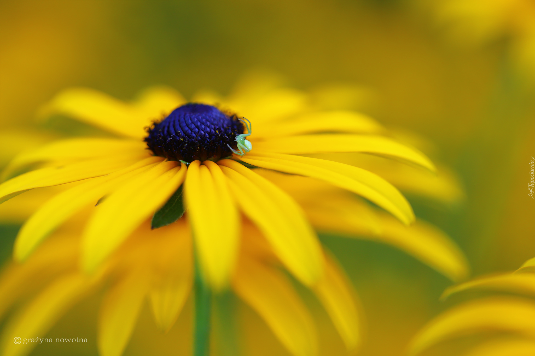 Rudbekia, Żółty, Kwiat, Pająk