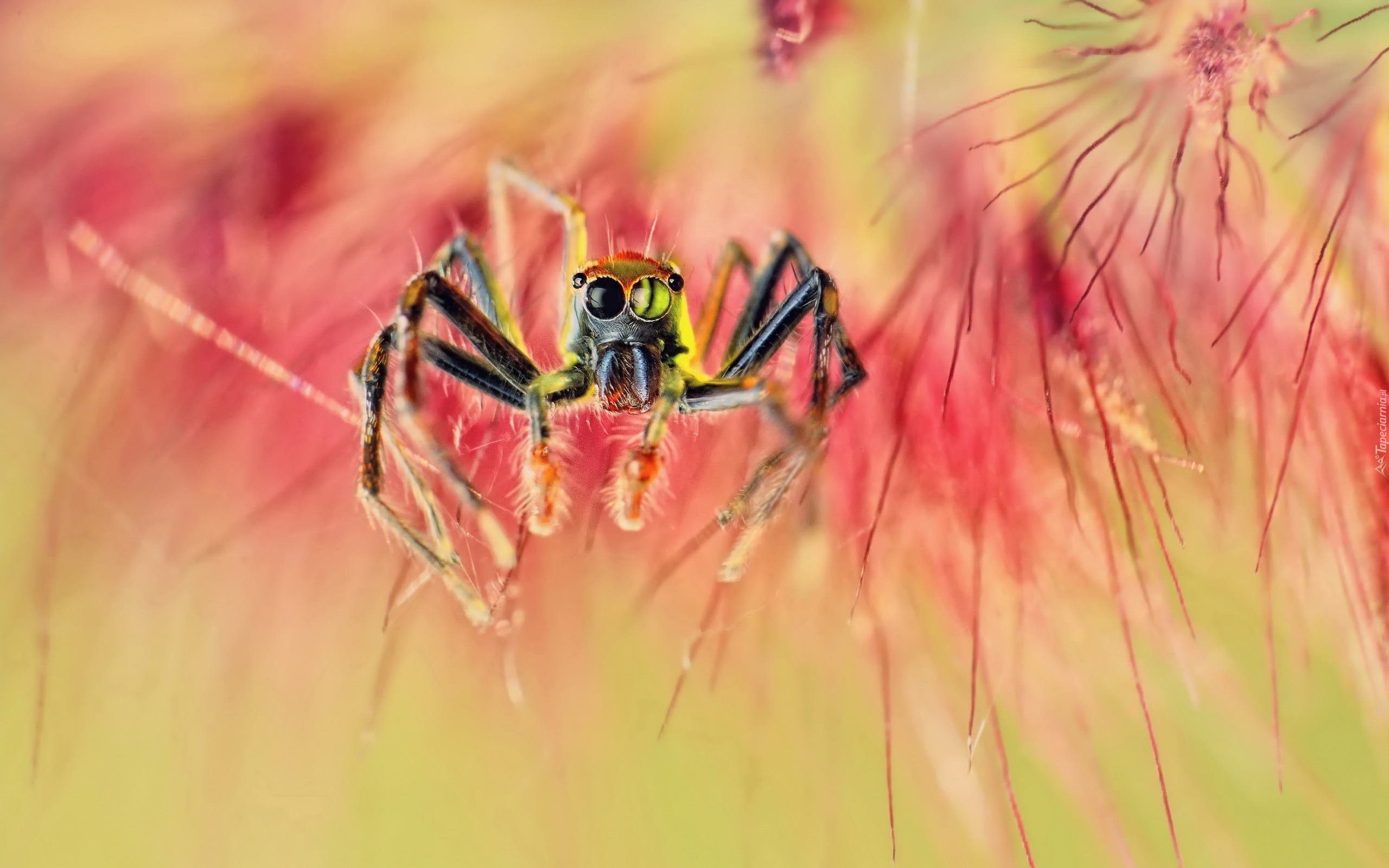 природа животные паук без смс