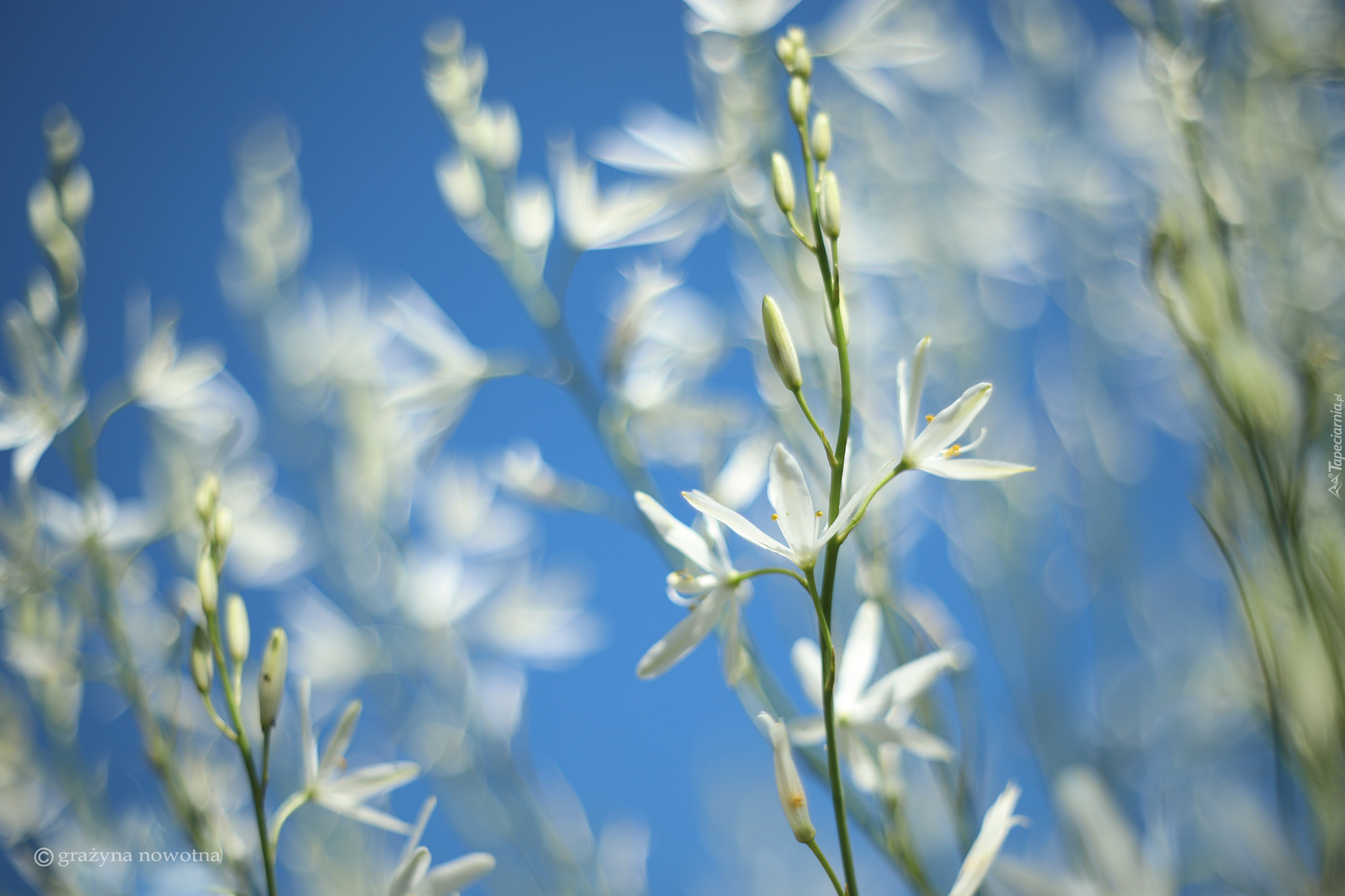 Pajęcznica liliowata, Białe, Kwiaty, Niebieskie tło