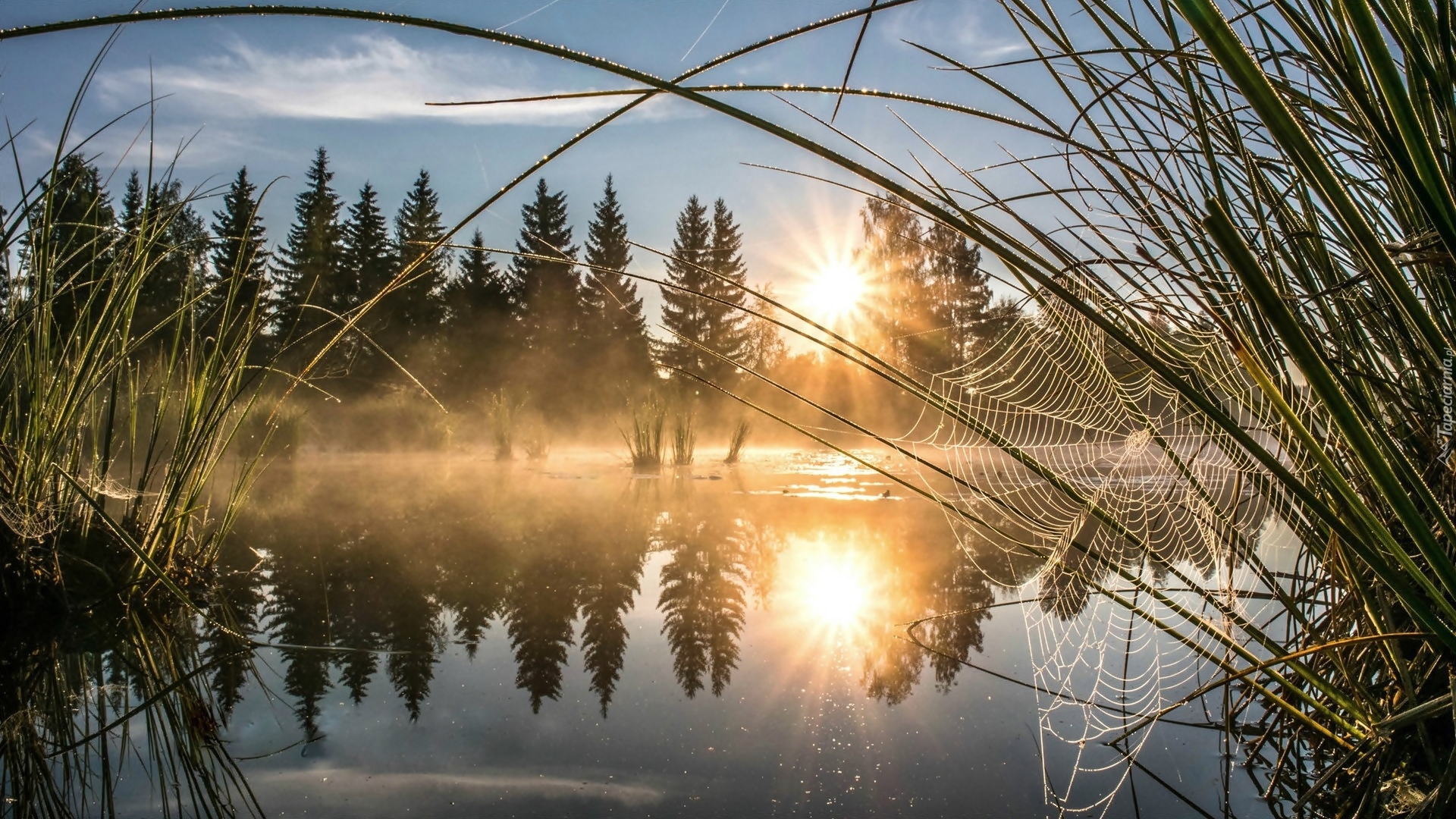 Rzeka, Mgła, Promienie słońca, Trawy, Pajęczyna, Drzewa