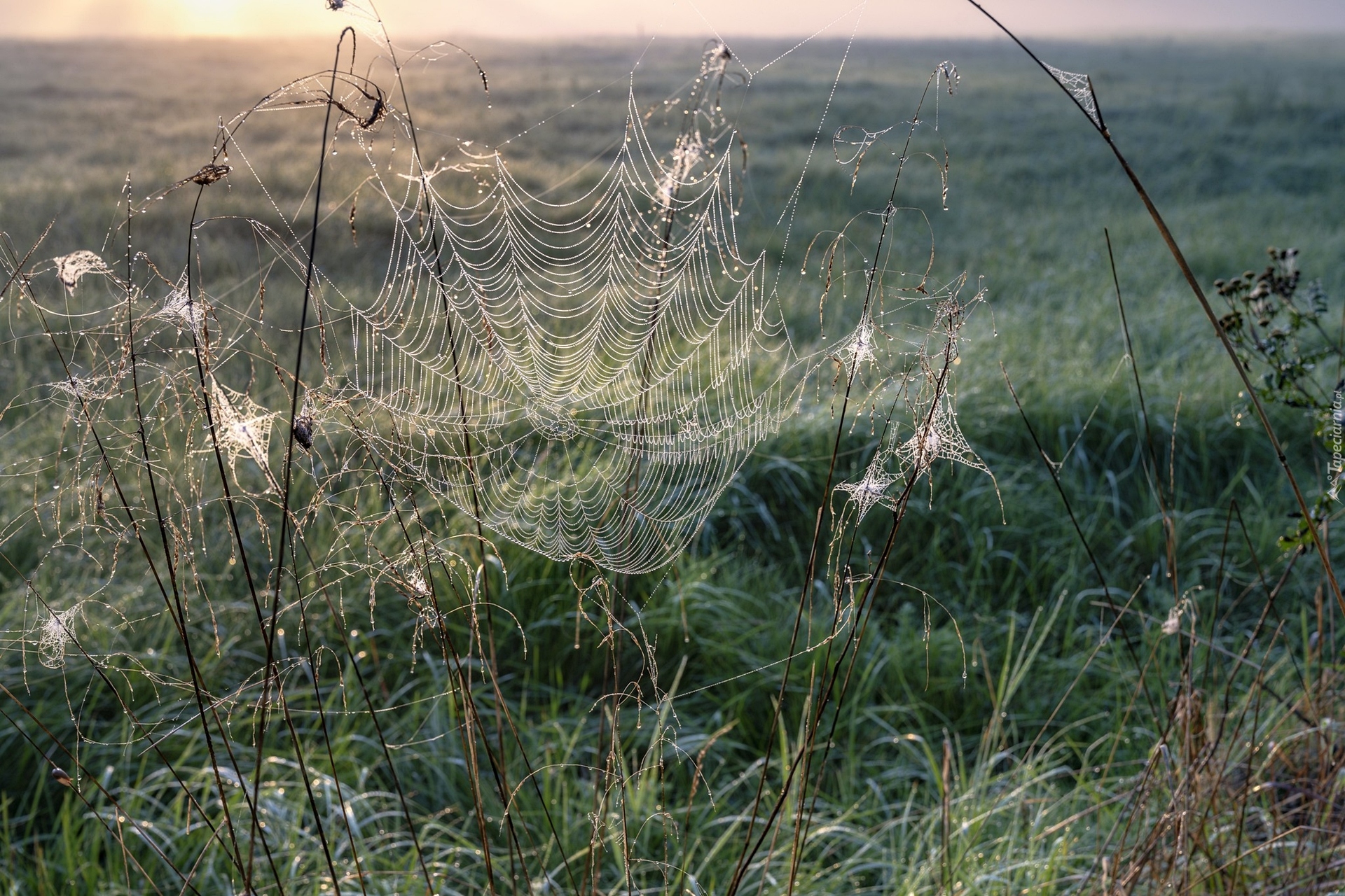 Pajęczyna, Trawa, Rośliny