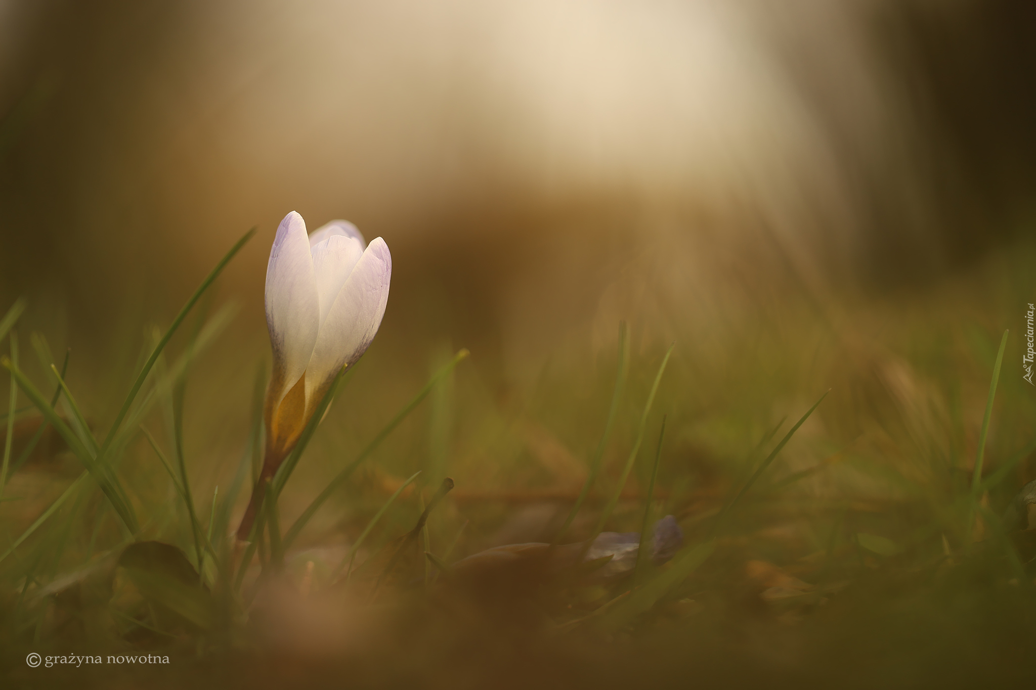 Krokus, Biały, Pąk