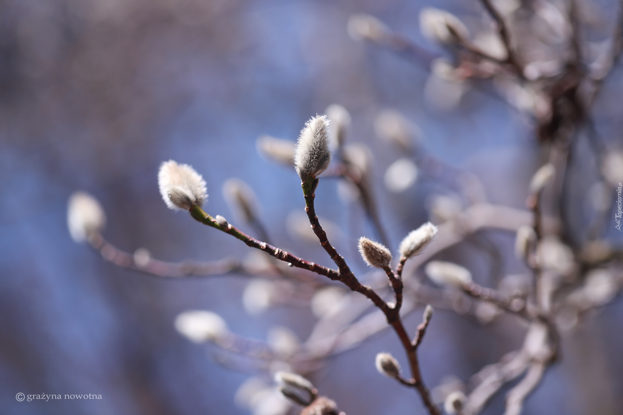 Pąki, Magnolia, Gałązki