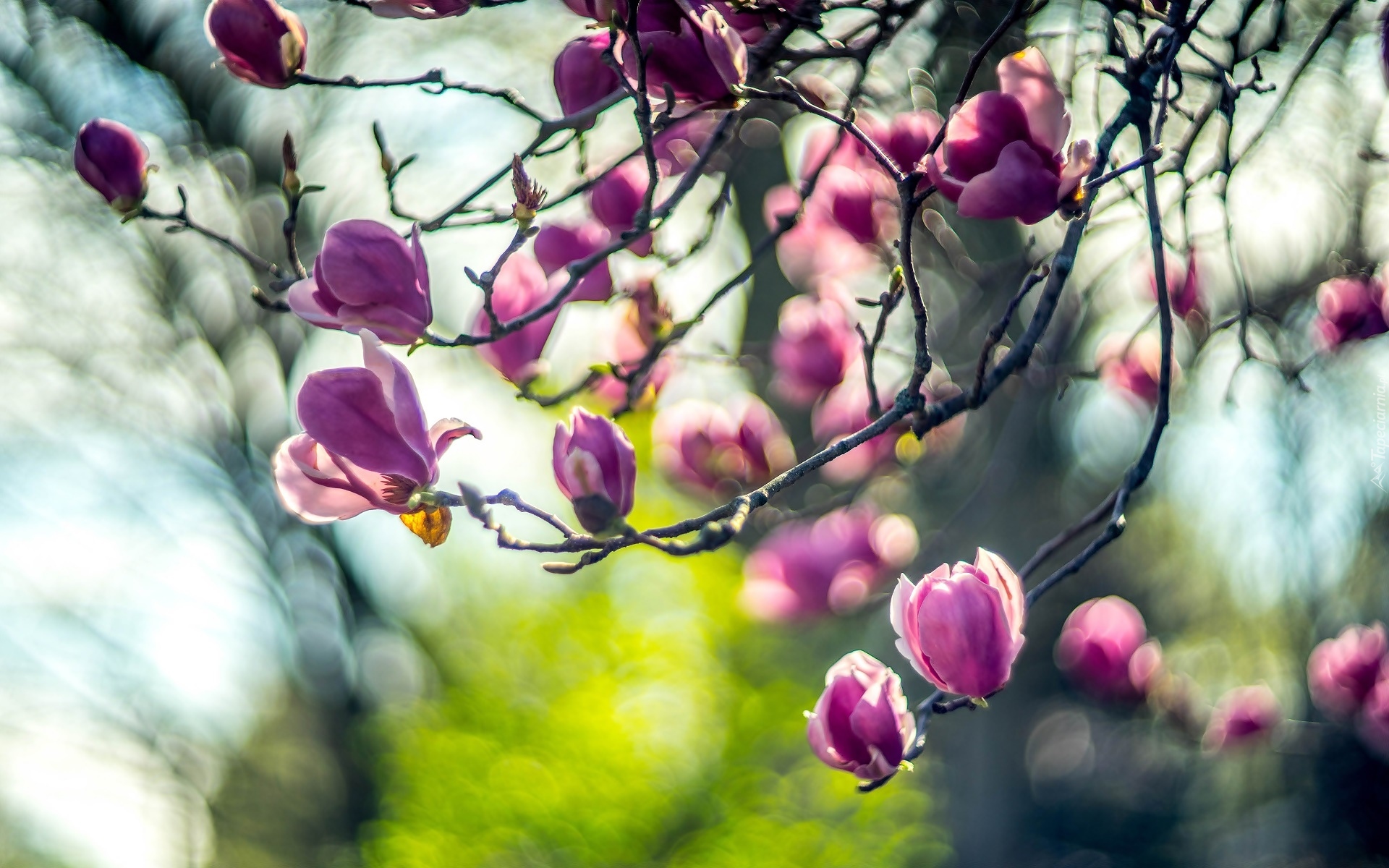 Gałęzie, Kwiaty, Magnolia, Pąki