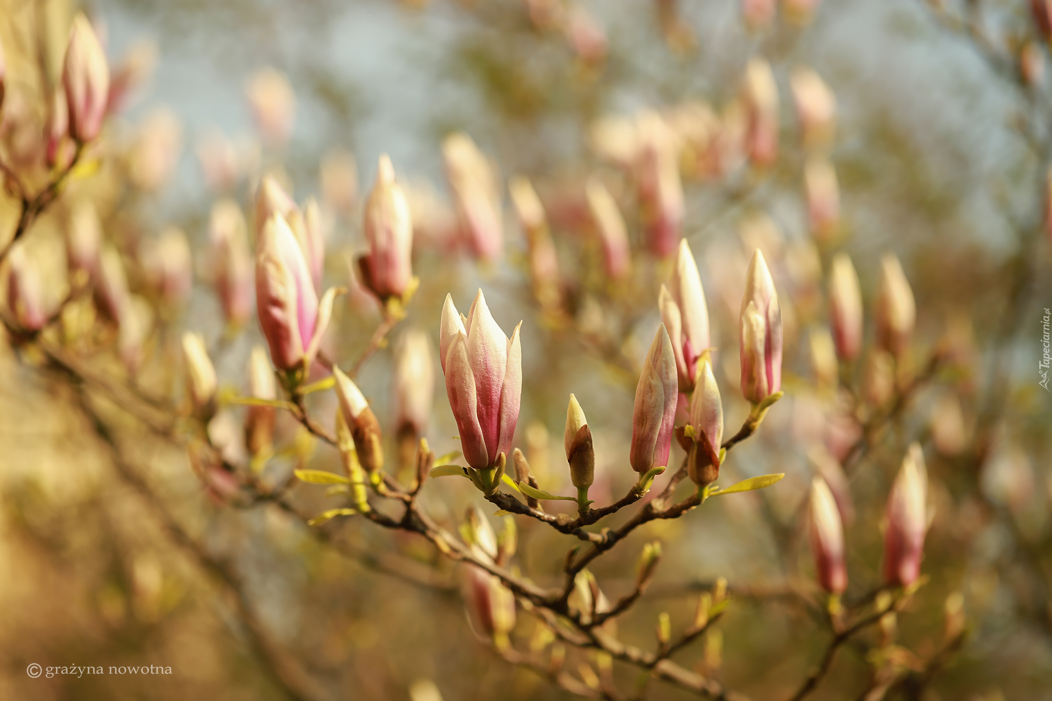 Magnolie, Pąki, Kwiaty