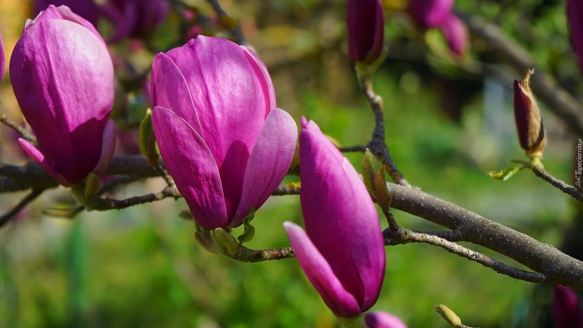 Magnolia, Gałązka, Kwiaty