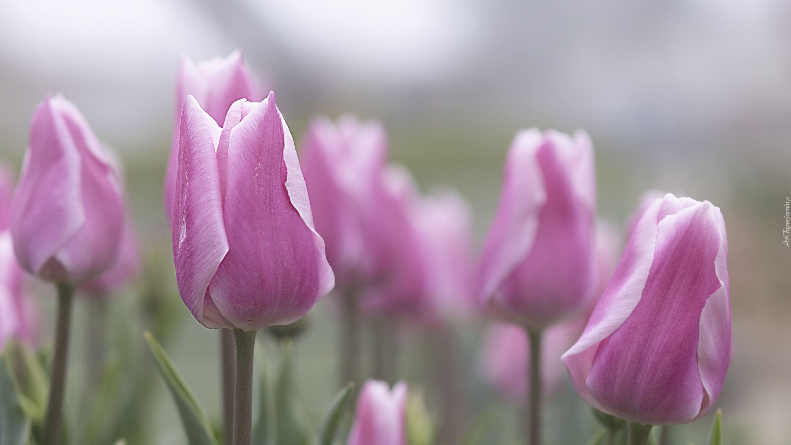 Tulipany, Kwiaty, Pąki, Różowy, Liście, Rozmycie