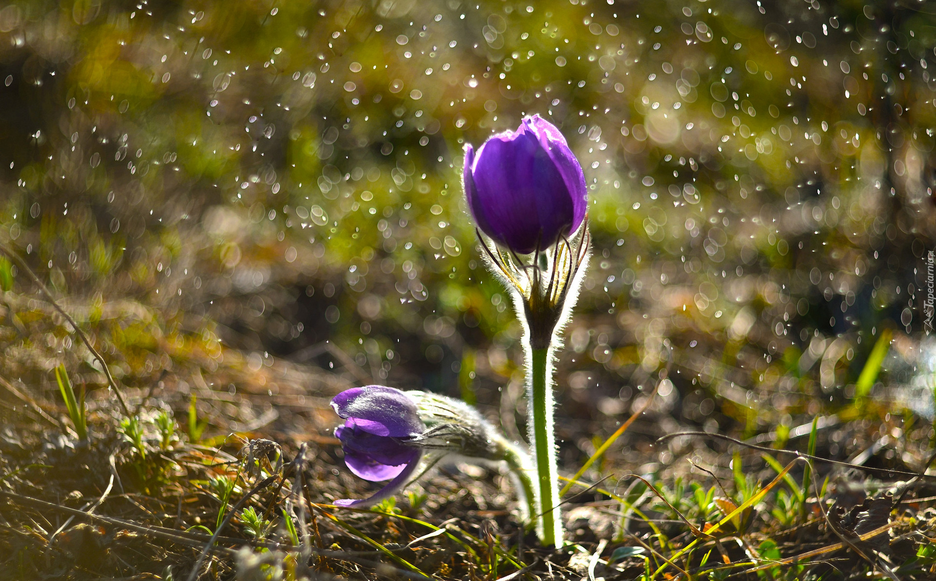 Kwiat, Sasanka, Bokeh