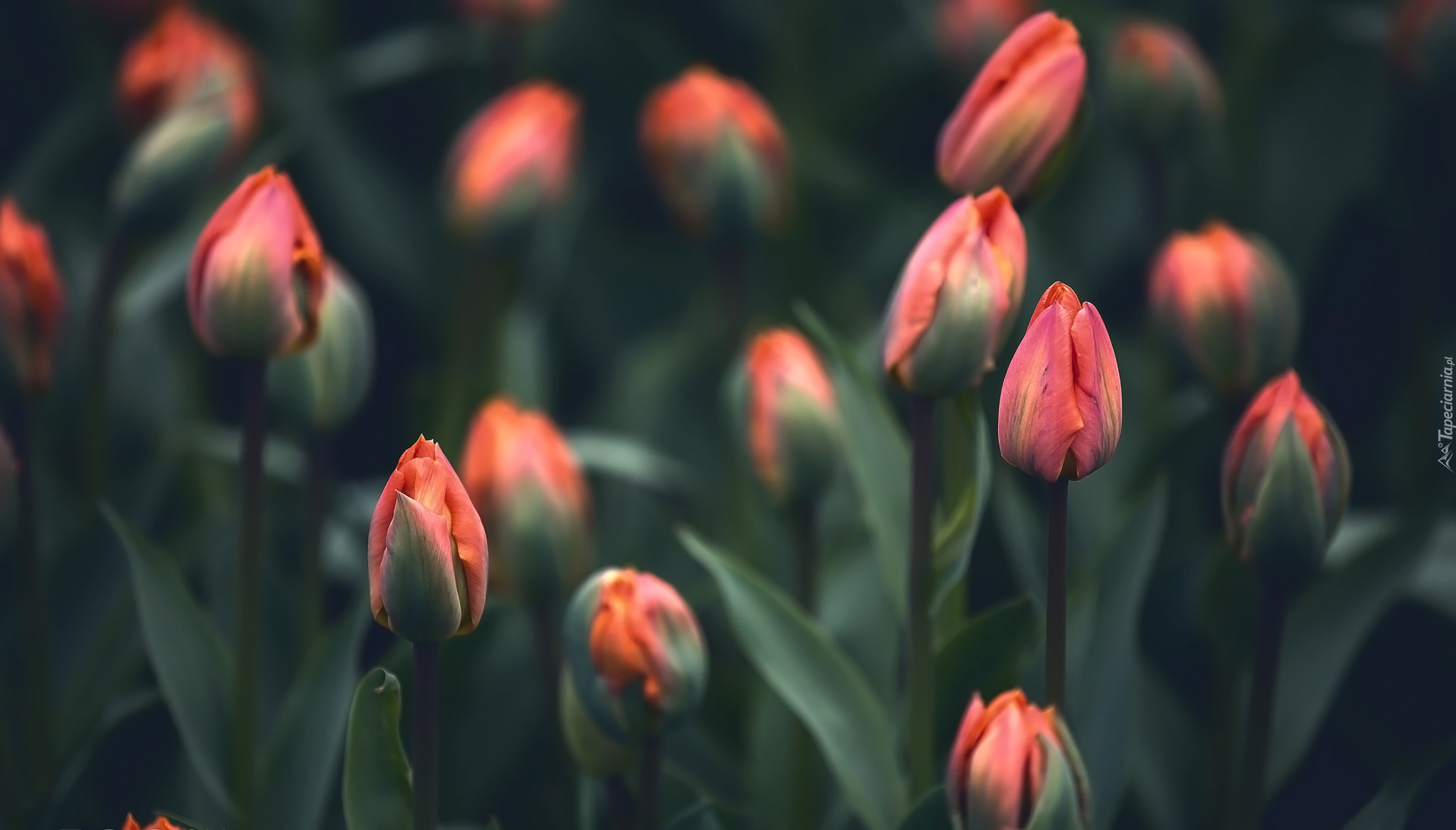 Pąki, Tulipany