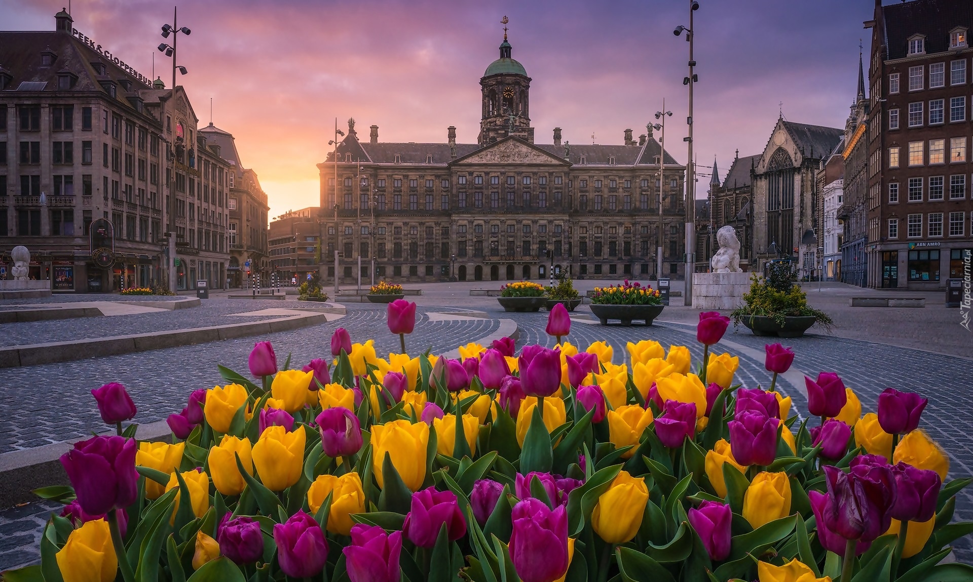 Holandia, Amsterdam, Pałac Królewski, Tulipany, Zachód słońca