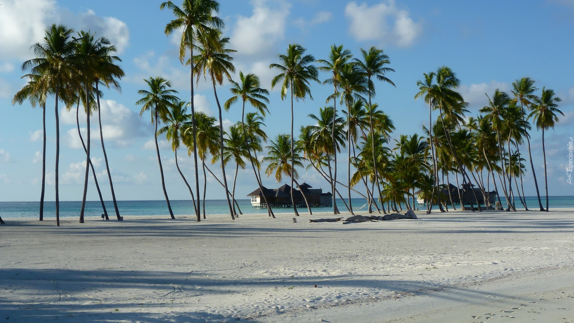 Plaża, Morze, Budynki, Palmy, Niebo, Wyspa Lankanfushi, Malediwy