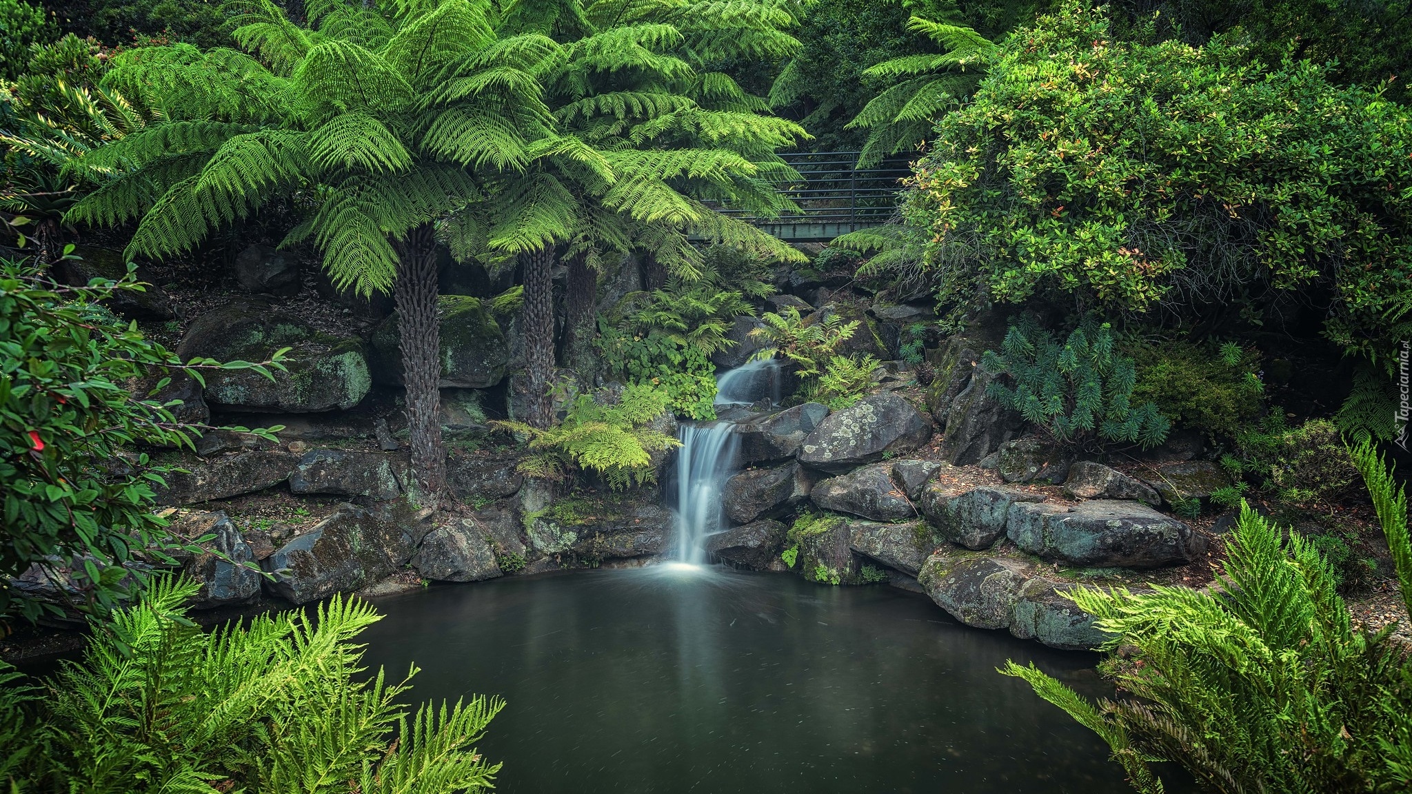 Rzeka, Skały, Rośliny, Drzewa, Park Narodowy Gór Błękitnych, Australia