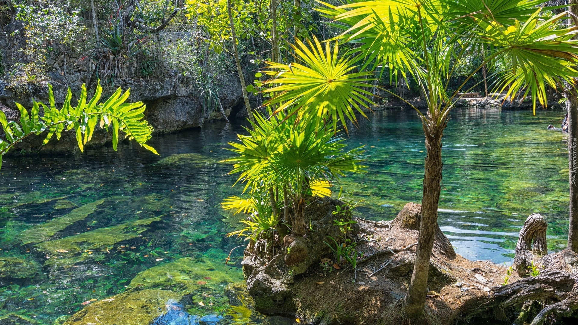 Rzeka, Skały, Palmy, Półwysep Jukatan, Meksyk