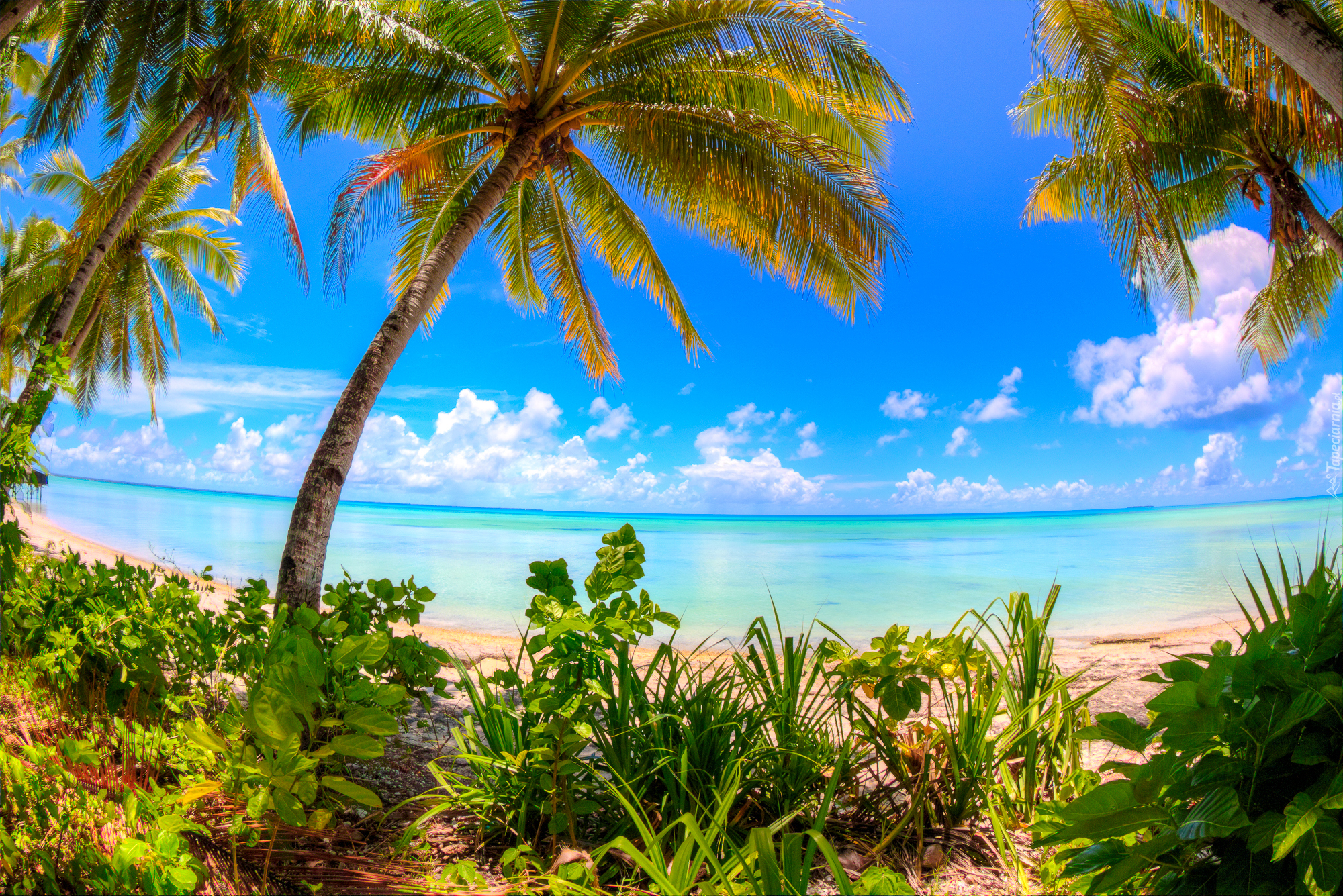 Ocean Spokojny, Morze, Palmy, Roślinność, Chmury, Wyspa Abaiang, Kiribati
