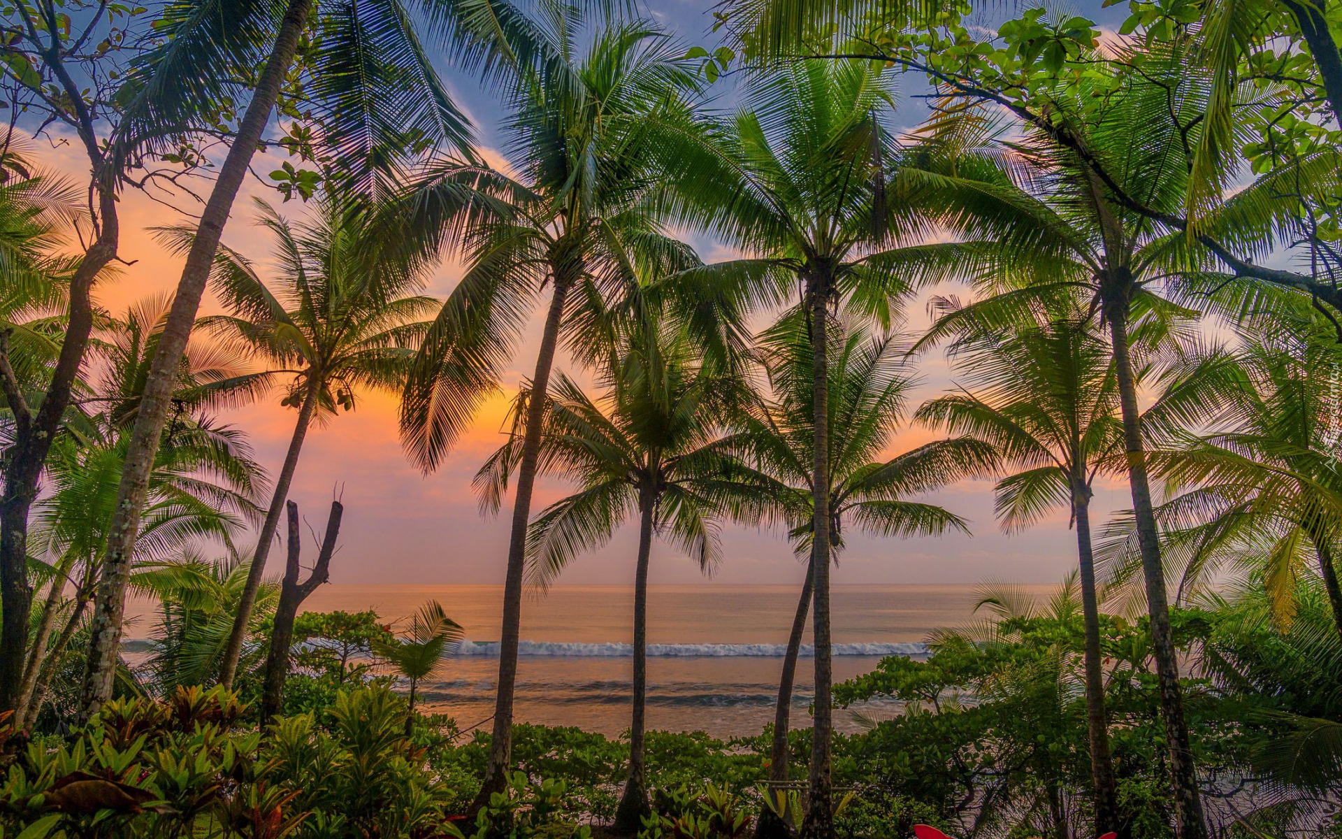 Morze, Palmy, Wieczór, Zachód słońca, Park Narodowy Corcovado, Półwysep Osa, Kostaryka