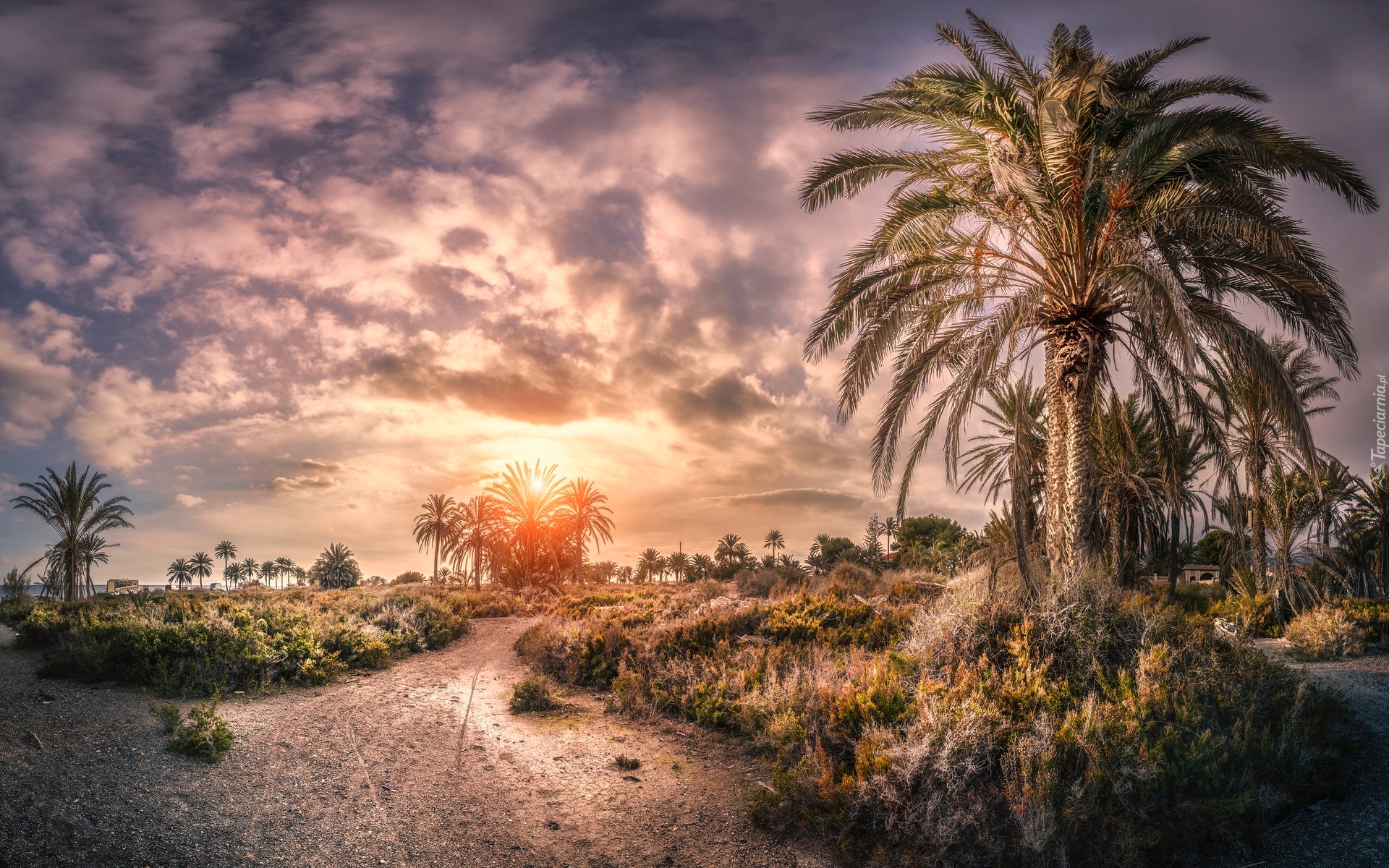 Hiszpania, Andaluzja, Prowincja Almeria, Droga, Plaża, Playa de Roquetas, Palmy, Zachód słońca