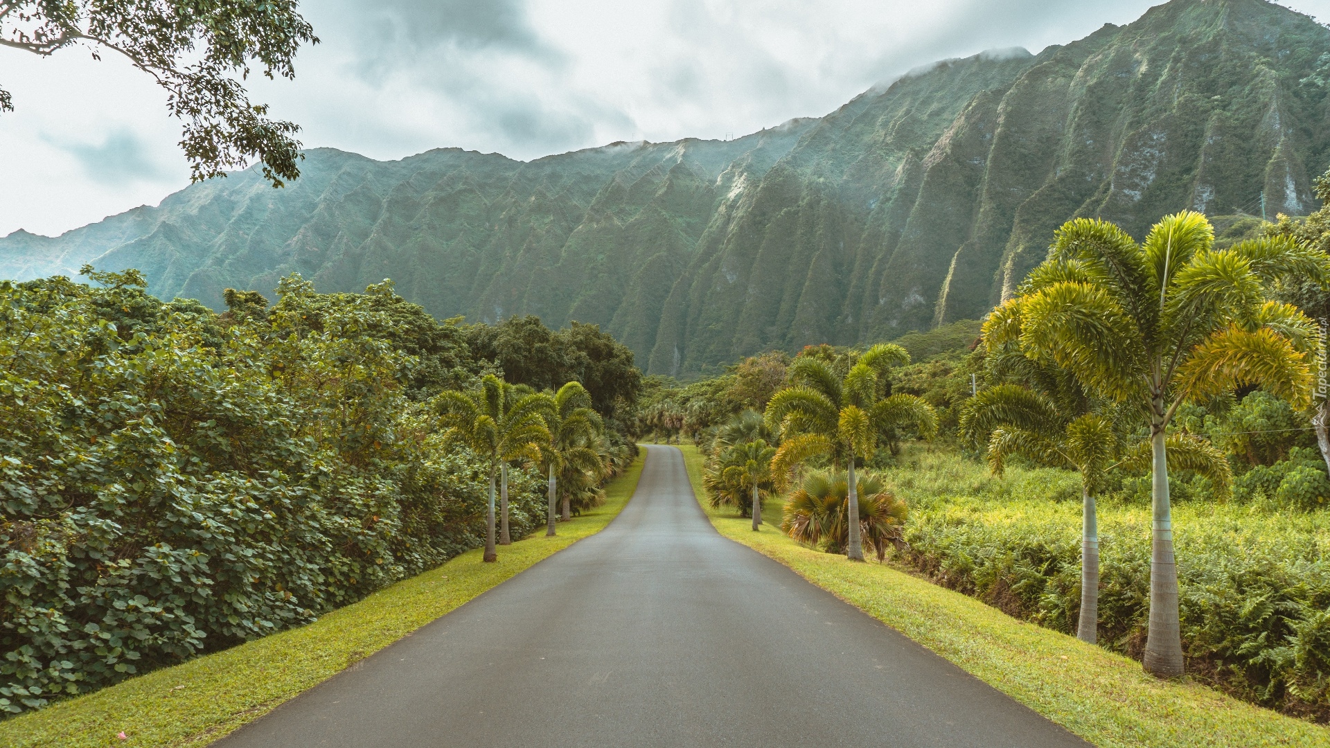 Droga, Góry, Drzewa, Palmy, Wyspa Kauai, Hawaje, Stany Zjednoczone