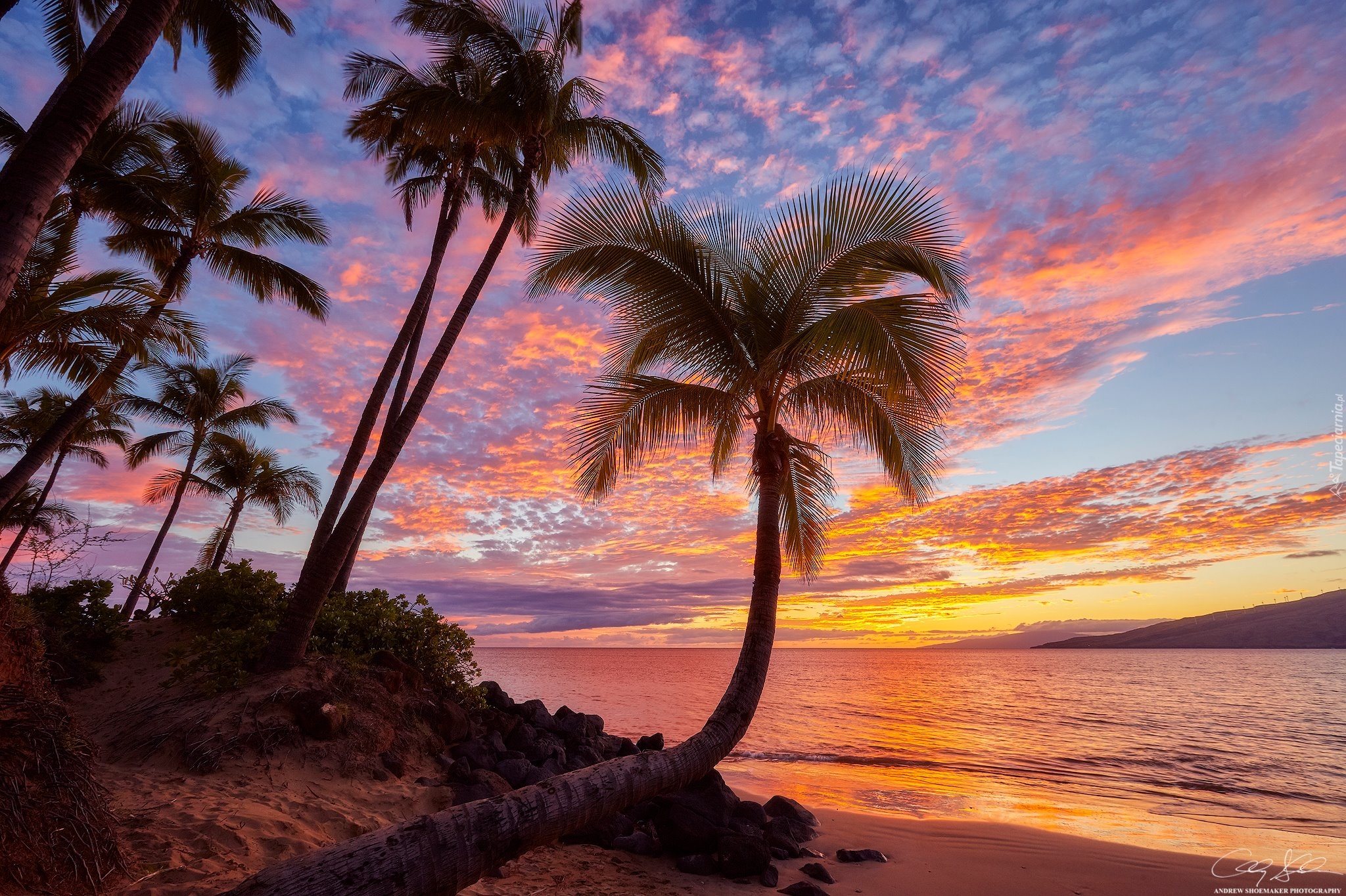 Hawaje, Zachód słońca, Palmy, Morze
