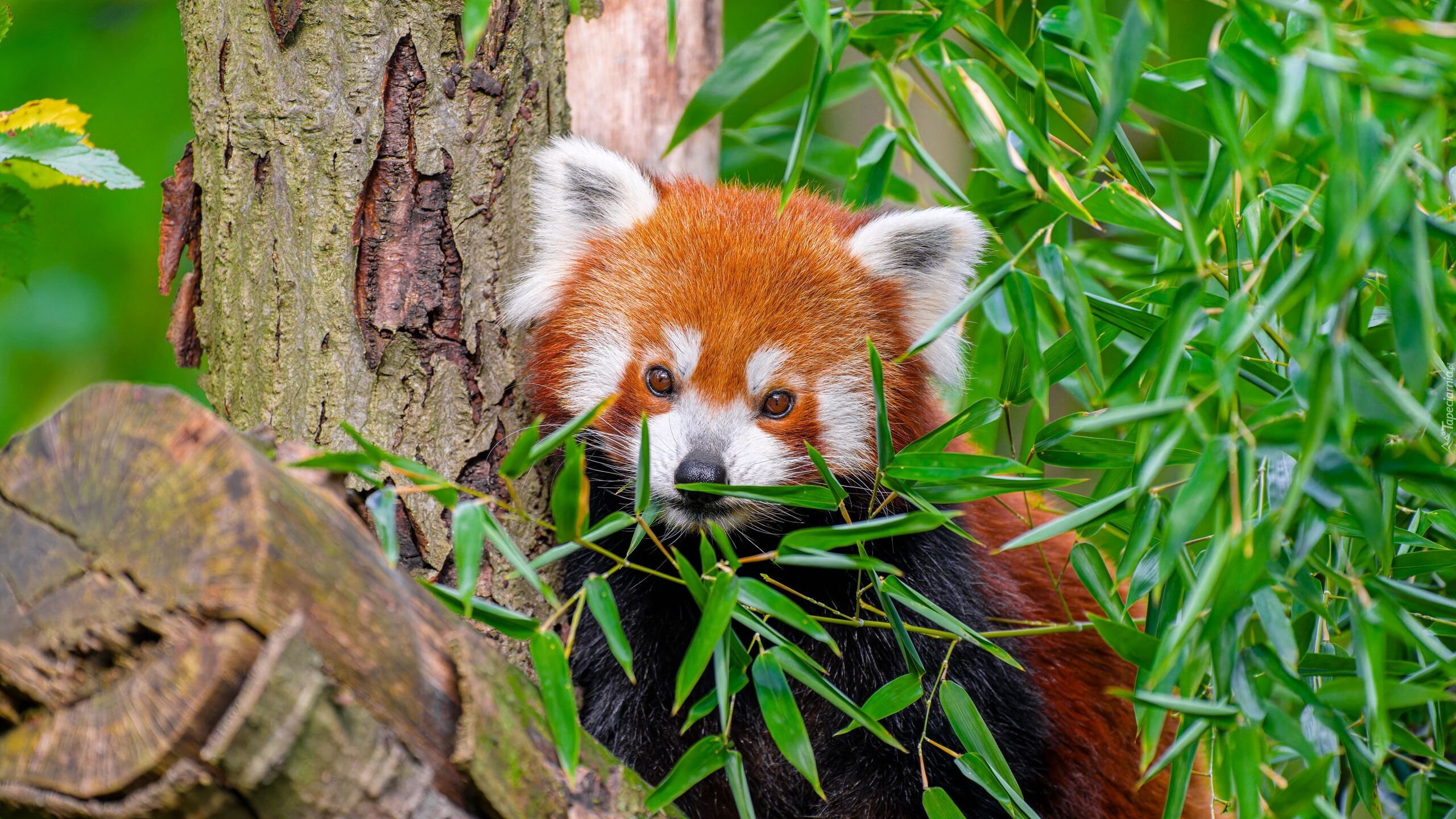 Panda czerwona, Pandka ruda, Liście, Kłoda