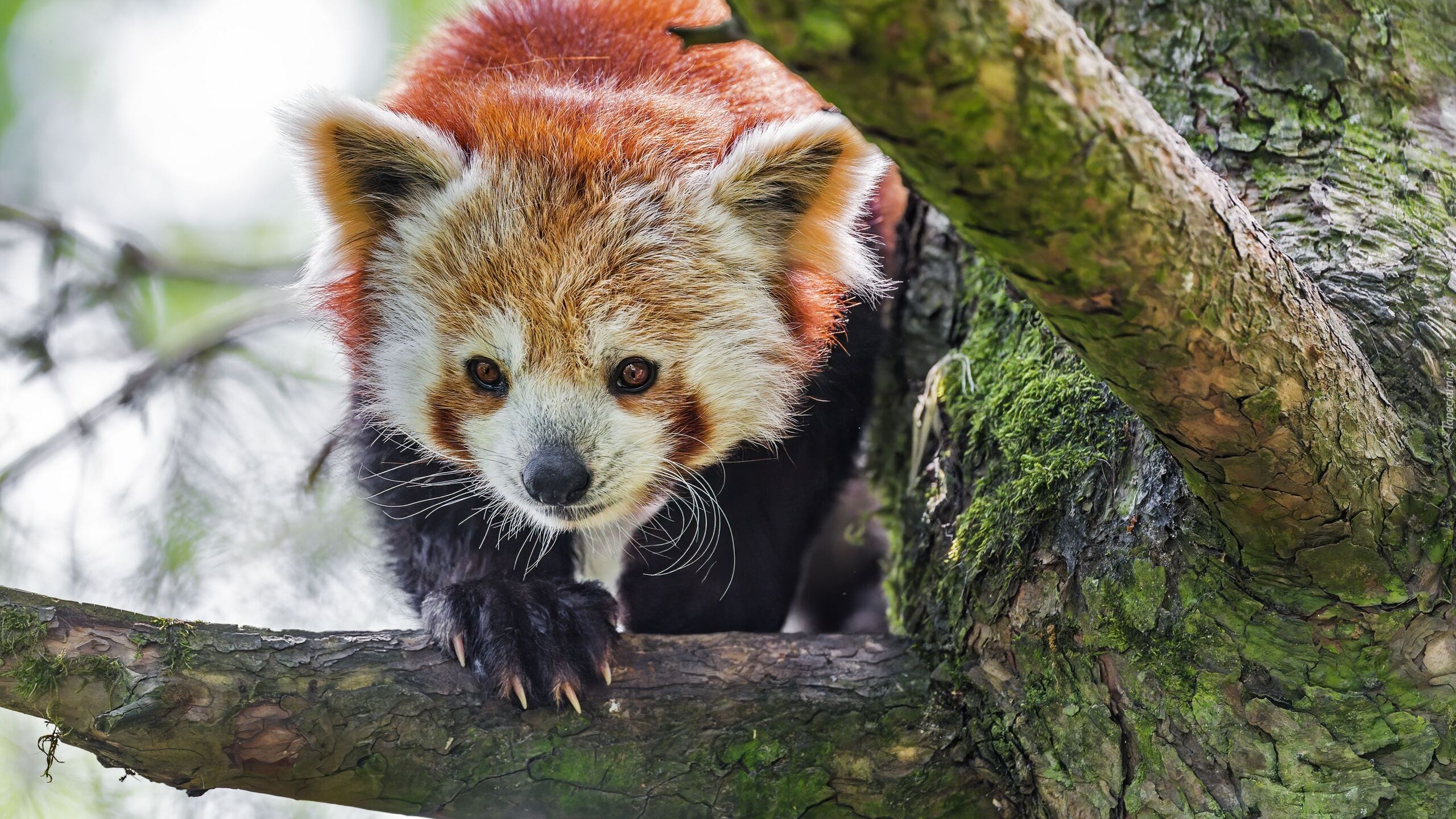 Czerwona panda, Drzewo, Gałąź, Pandka ruda