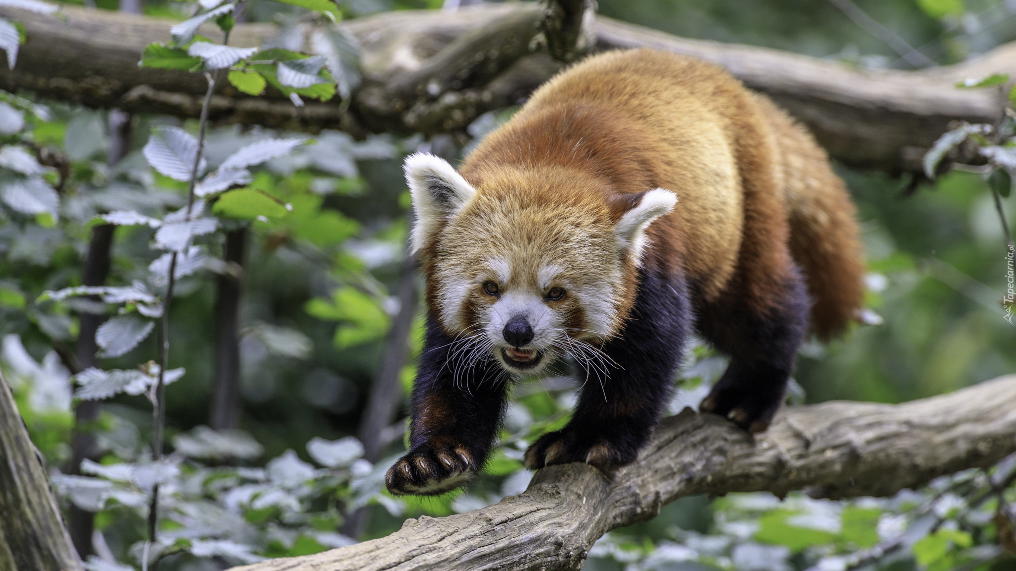 Pandka ruda, Panda czerwona, Gałąź