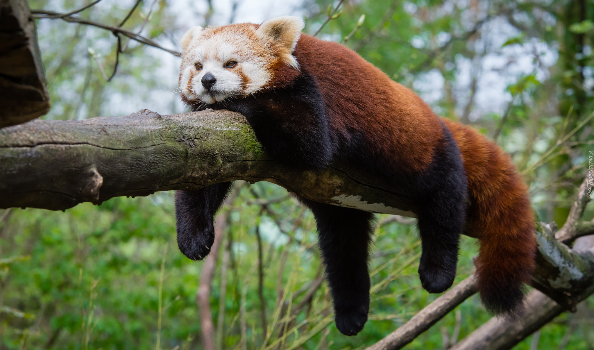 Leżąca, Panda mała, Pandka ruda, Gałąź