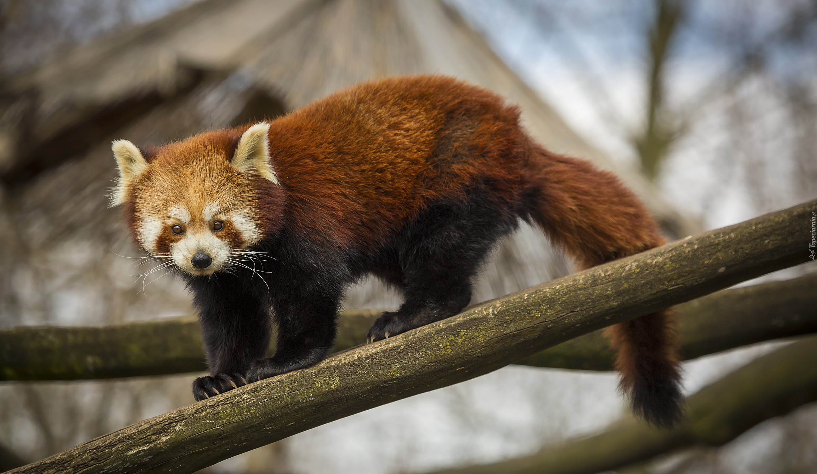 Panda mała, Pandka ruda, Spojrzenie