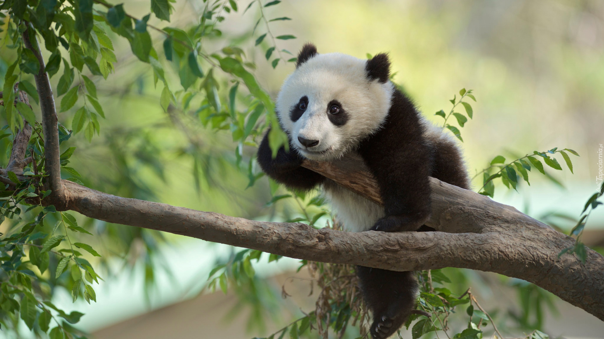 Panda wielka, Drzewo, Gałęzie, Liście