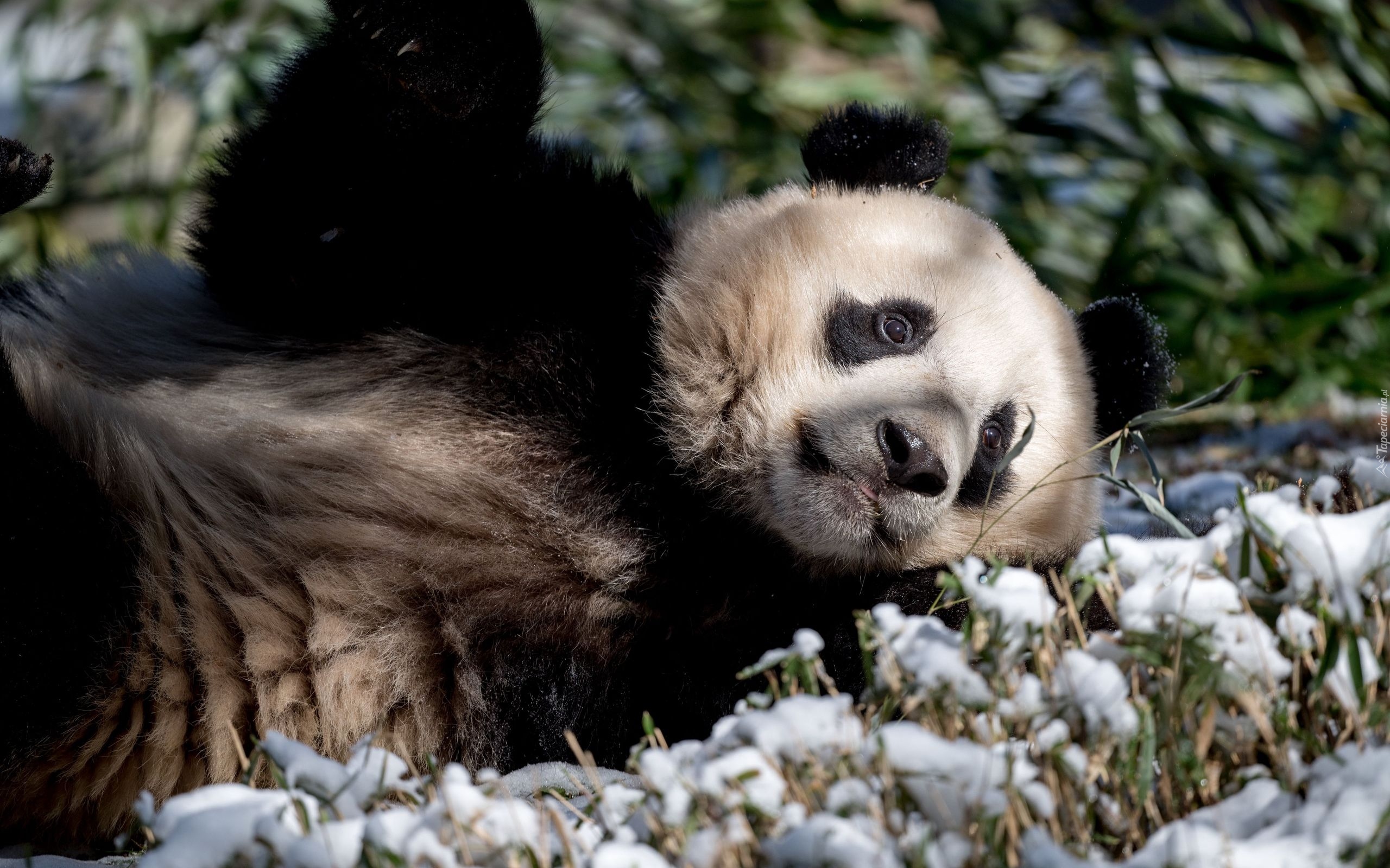 Leżąca, Panda wielka, Trawa, Śnieg