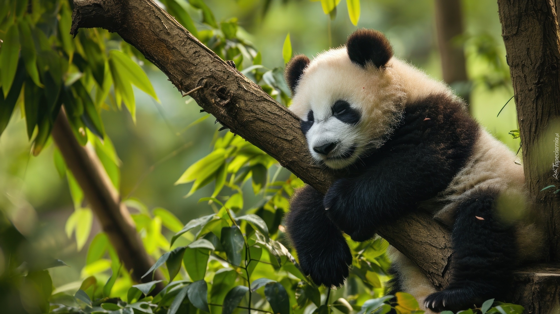 Panda, Drzewo, Konar, Grafika