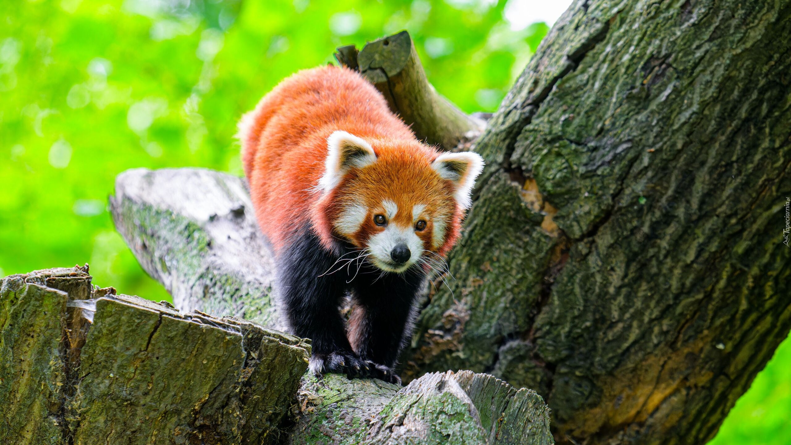 Czerwona panda, Pandka ruda, Drzewo