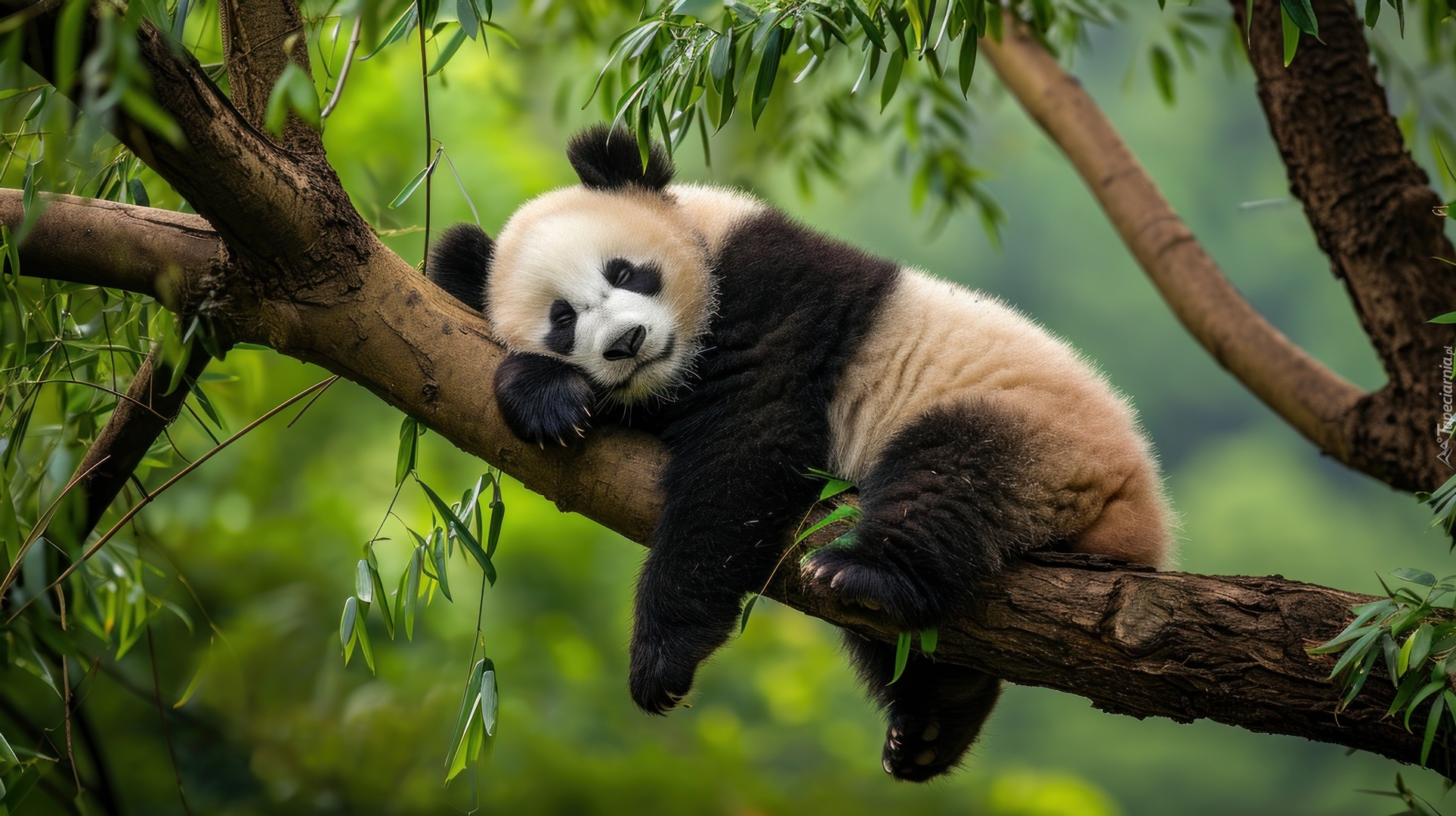 Śpiąca, Panda, Drzewo, Konar, Liście, Grafika