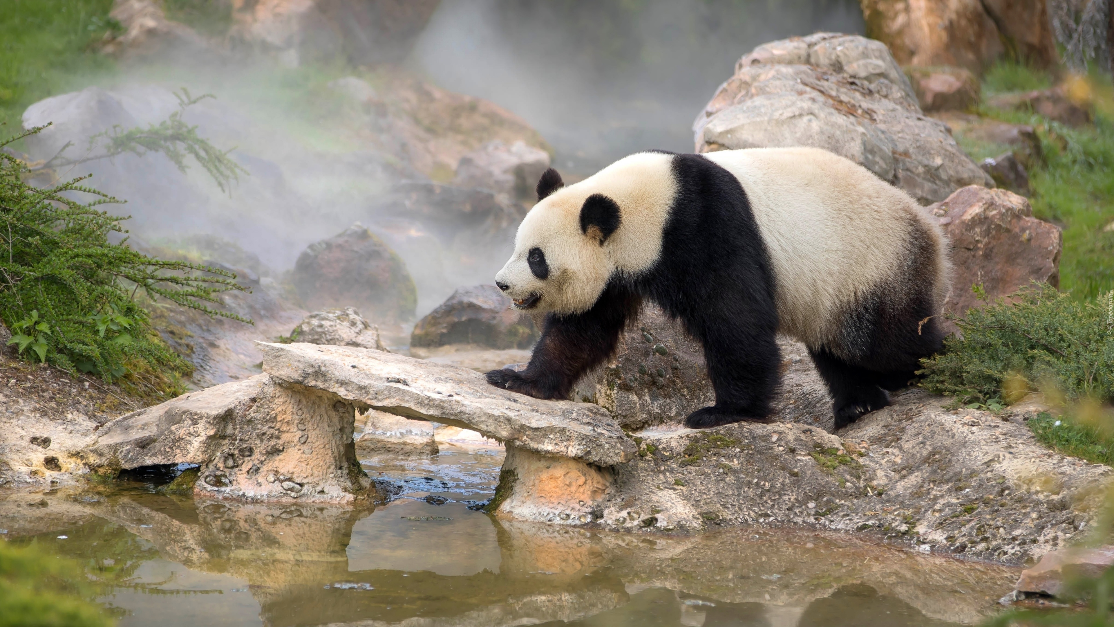 Niedźwiedź, Panda wielka, Woda, Kamienie, Mgła, Zarośla