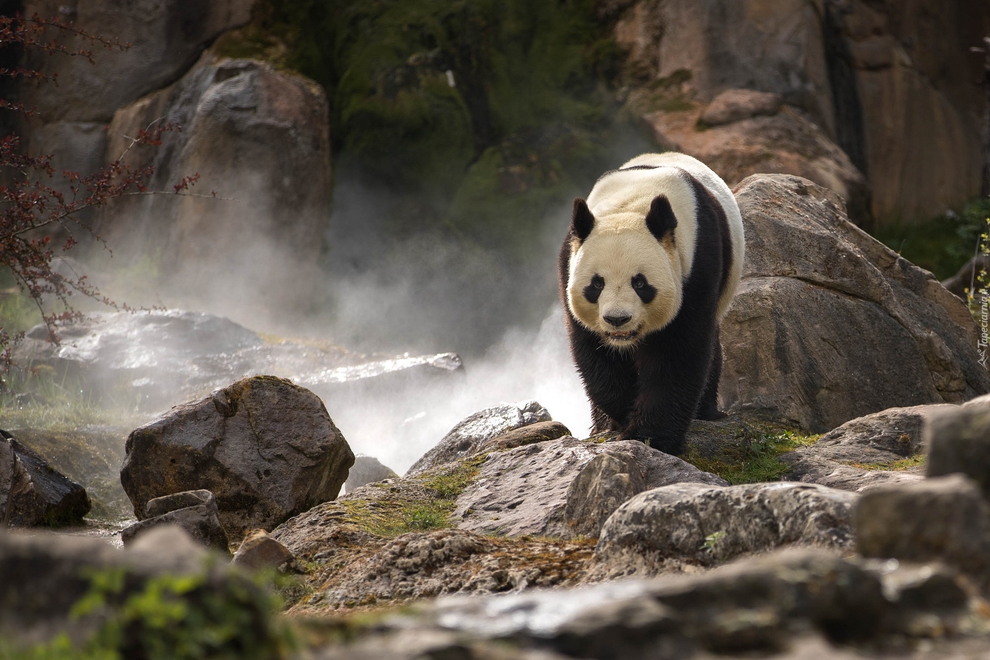 Panda wielka, Skały, Kamienie, Mgła