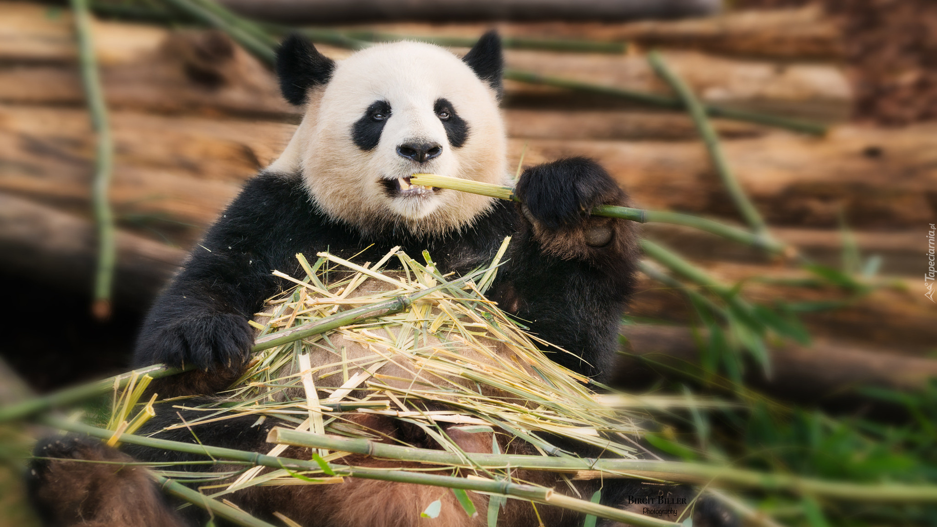 Panda wielka, Bambus, Łodygi