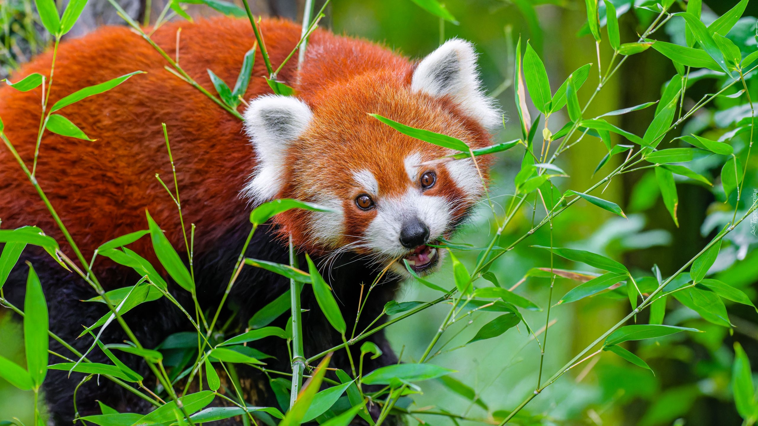 Pandka ruda, Czerwona panda, Gałązki, Liście