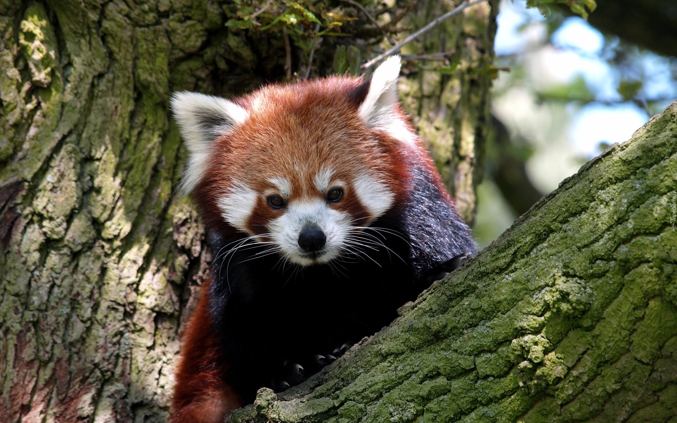 Pandka ruda, Drzewo, Konary