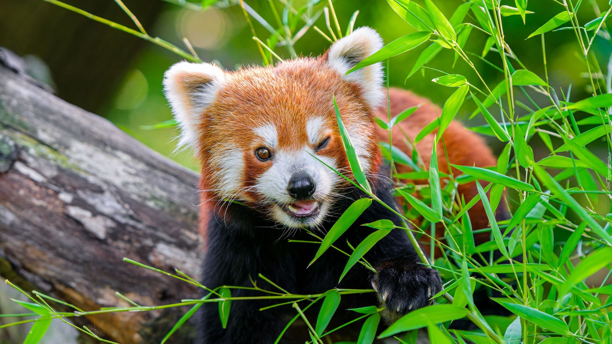 Pandka ruda, Czerwona panda, Rozmycie, Trawa, Liście, Pień