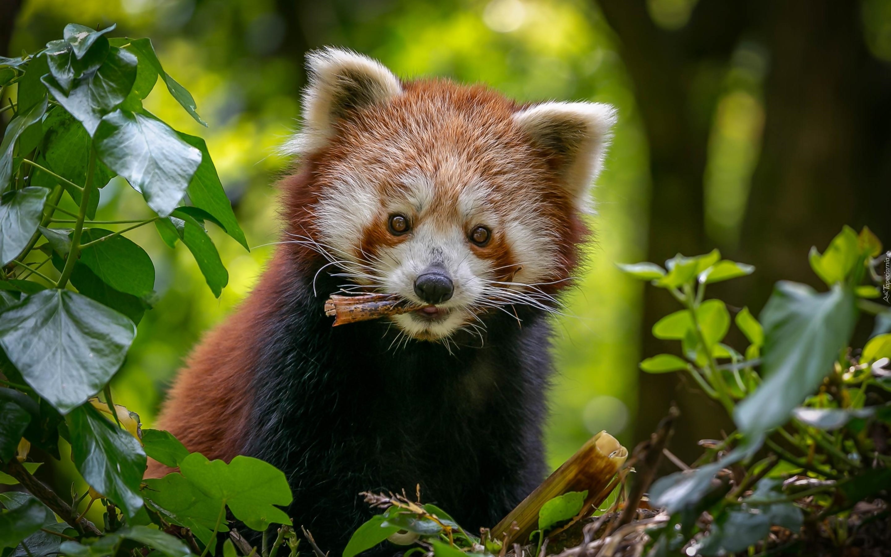 Pandka ruda, Drzewo, Liście