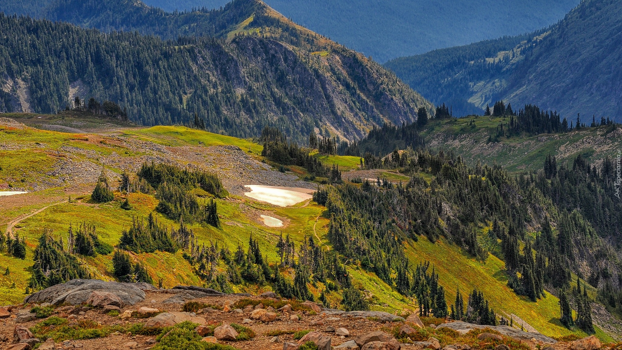 Stany Zjednoczone, Stan Waszyngton, Park Narodowy Mount Rainier, Góry, Lasy, Drzewa, Skały, Roślinność