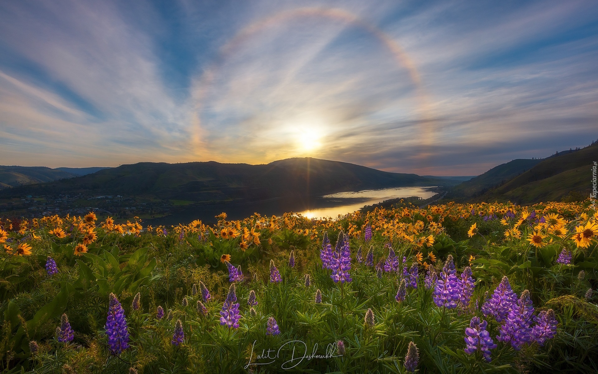 Rezerwat przyrody Columbia River Gorge, Góry Kaskadowe, Rzeka Kolumbia, Żółte, Kwiaty, Balsamorhiza, Łubin, Łąka, Słoneczny blask, Stan Waszyngton, Stany Zjednoczone